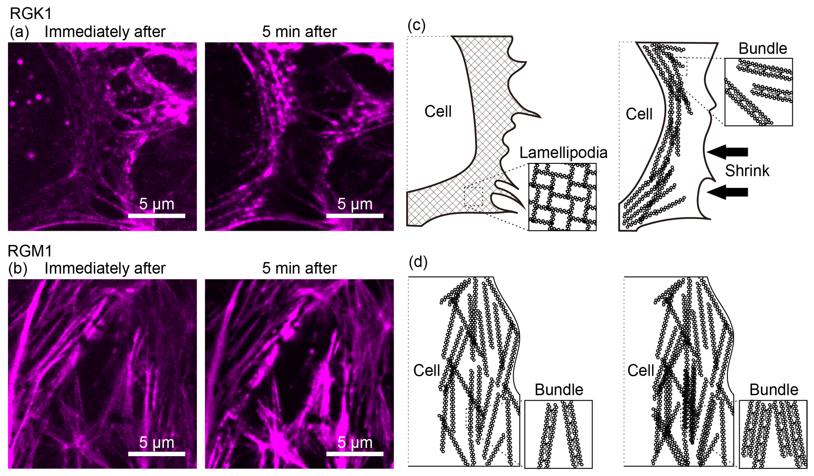 Nanomaterials 14 01862 g004