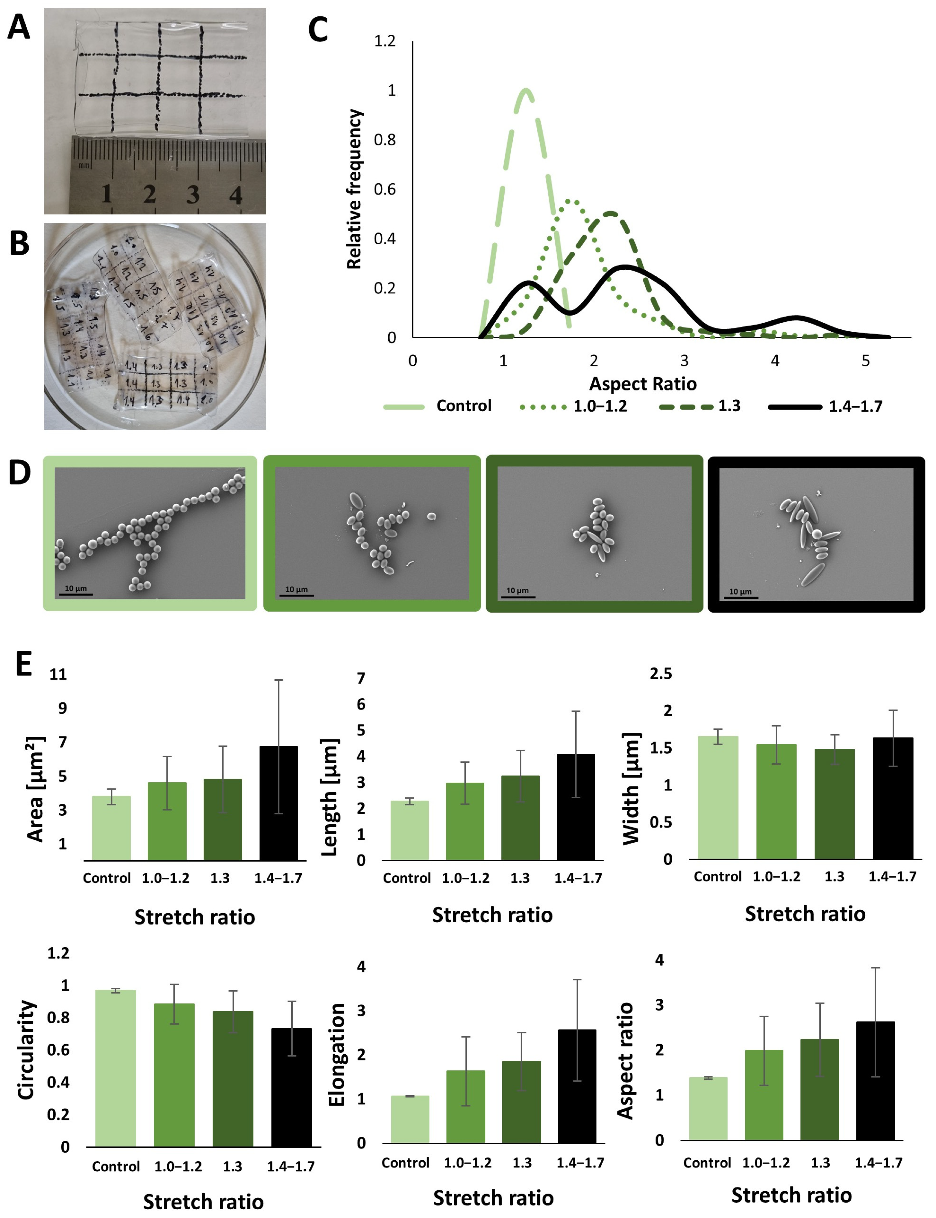 Nanomaterials 14 01891 g001