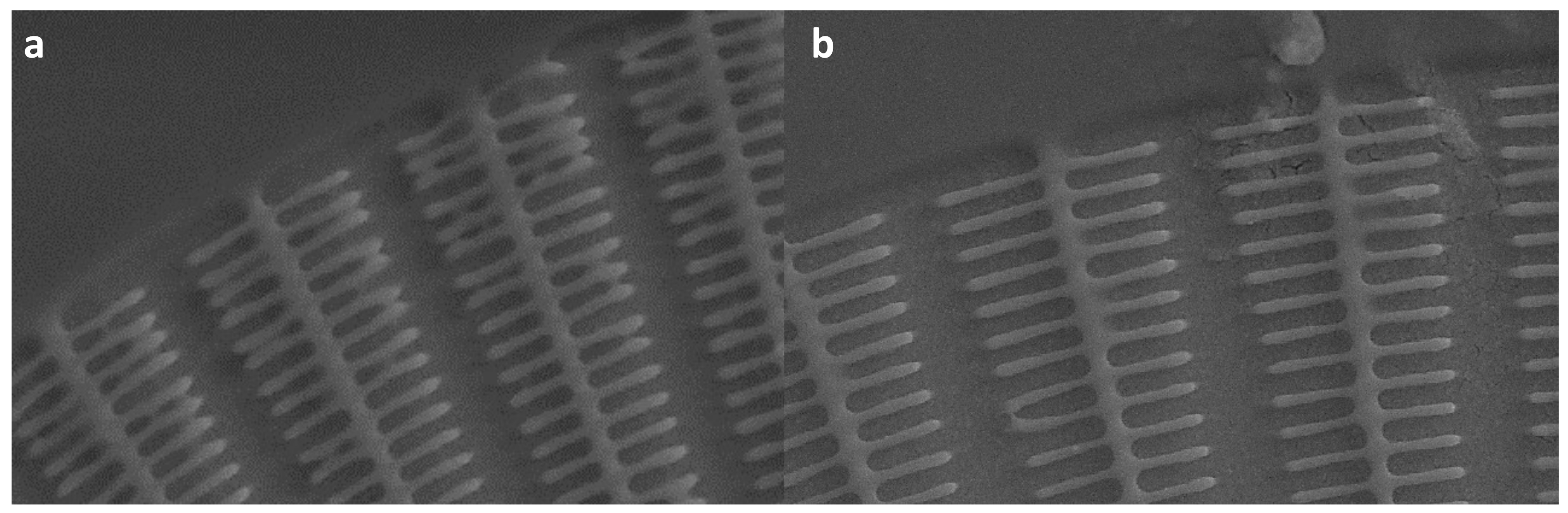 Nanomaterials 14 01898 g005