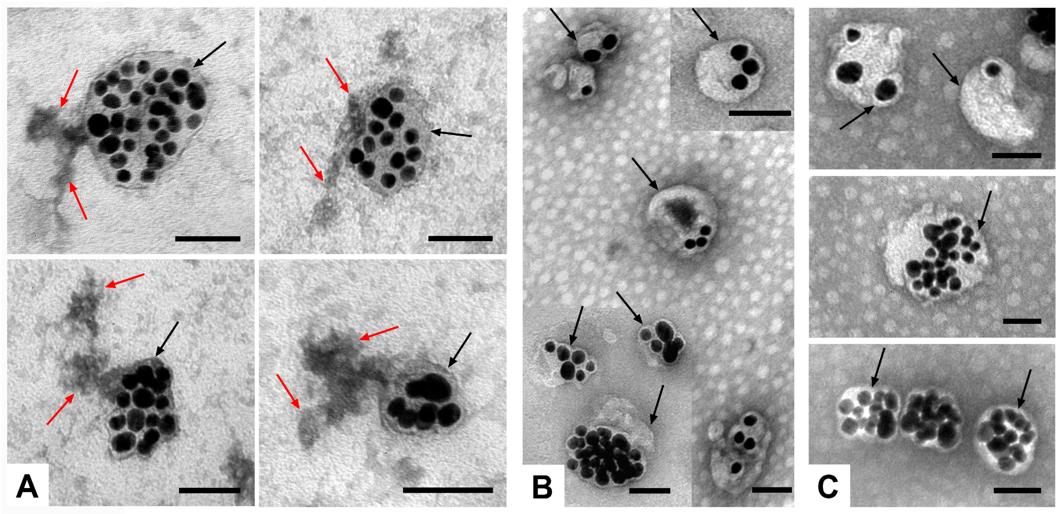 Nanomaterials 14 01976 g005