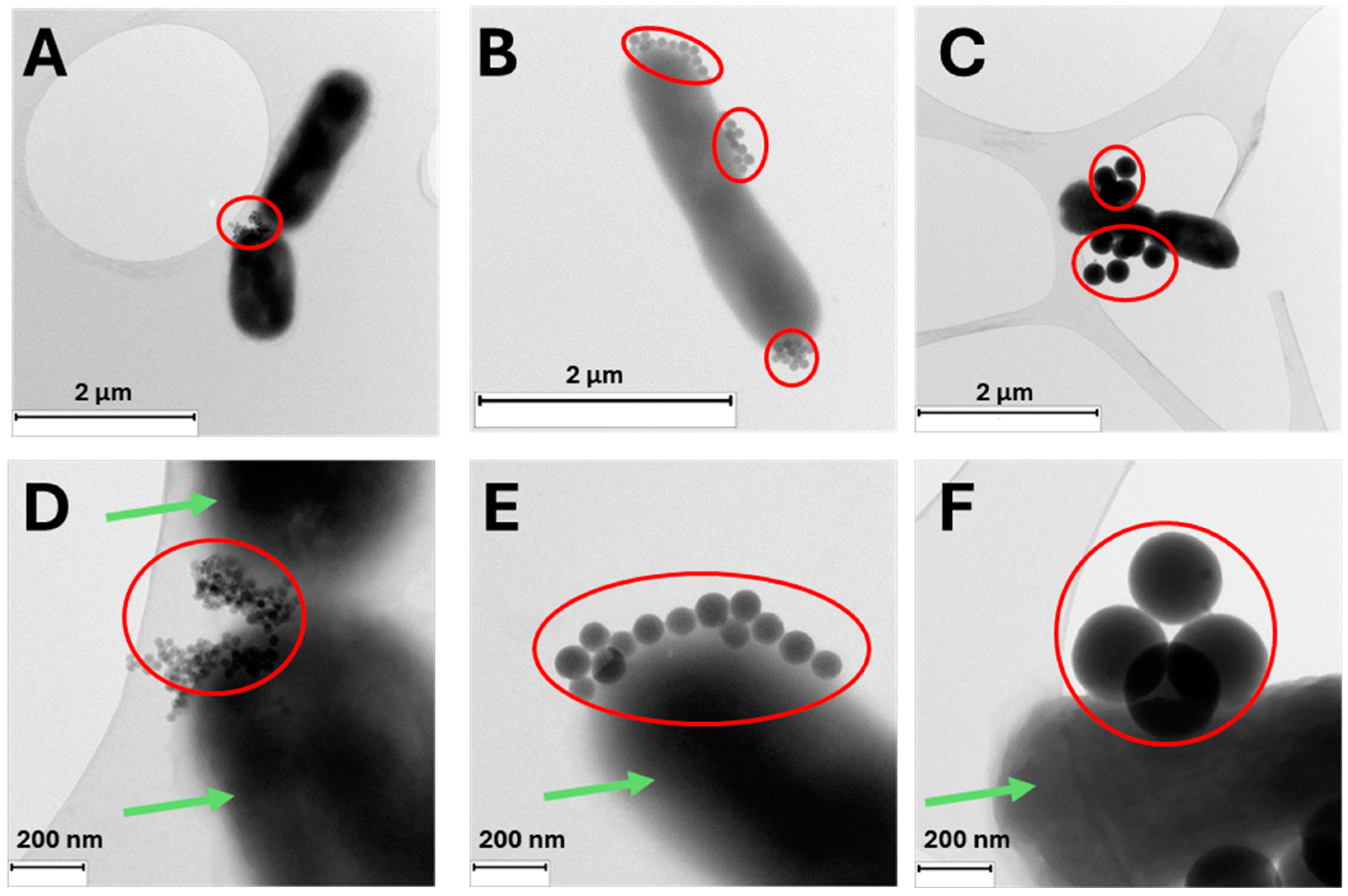 Nanomaterials 14 01982 g004 Nanomaterials 14 01982 g004
