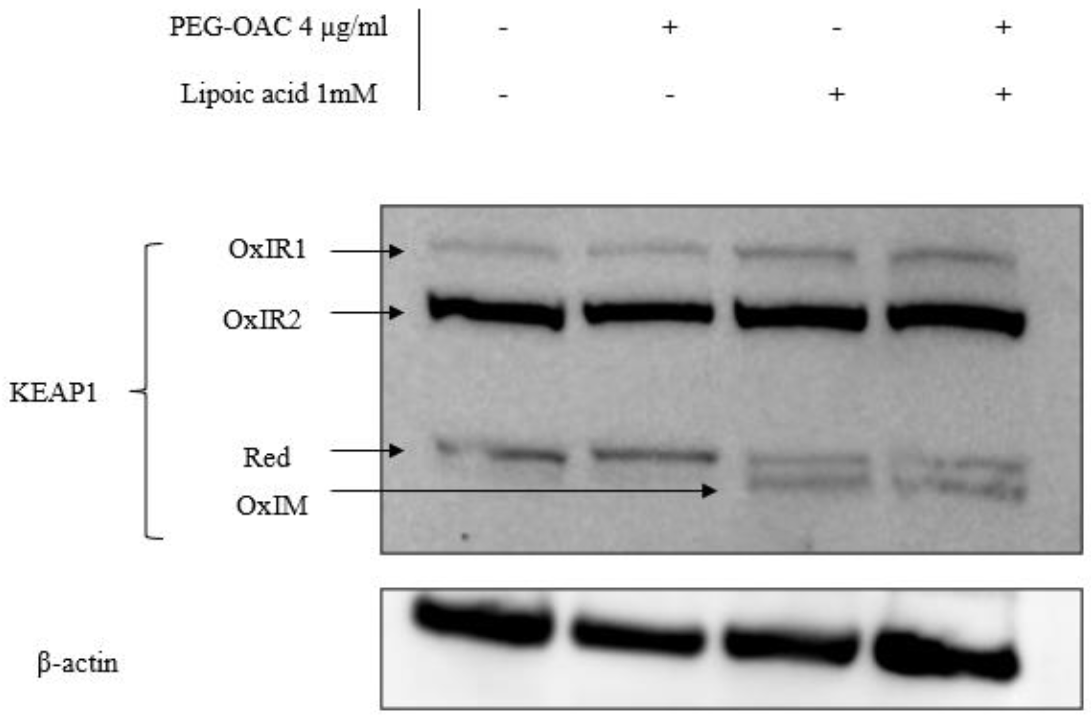 Nanomaterials 14 02007 g004