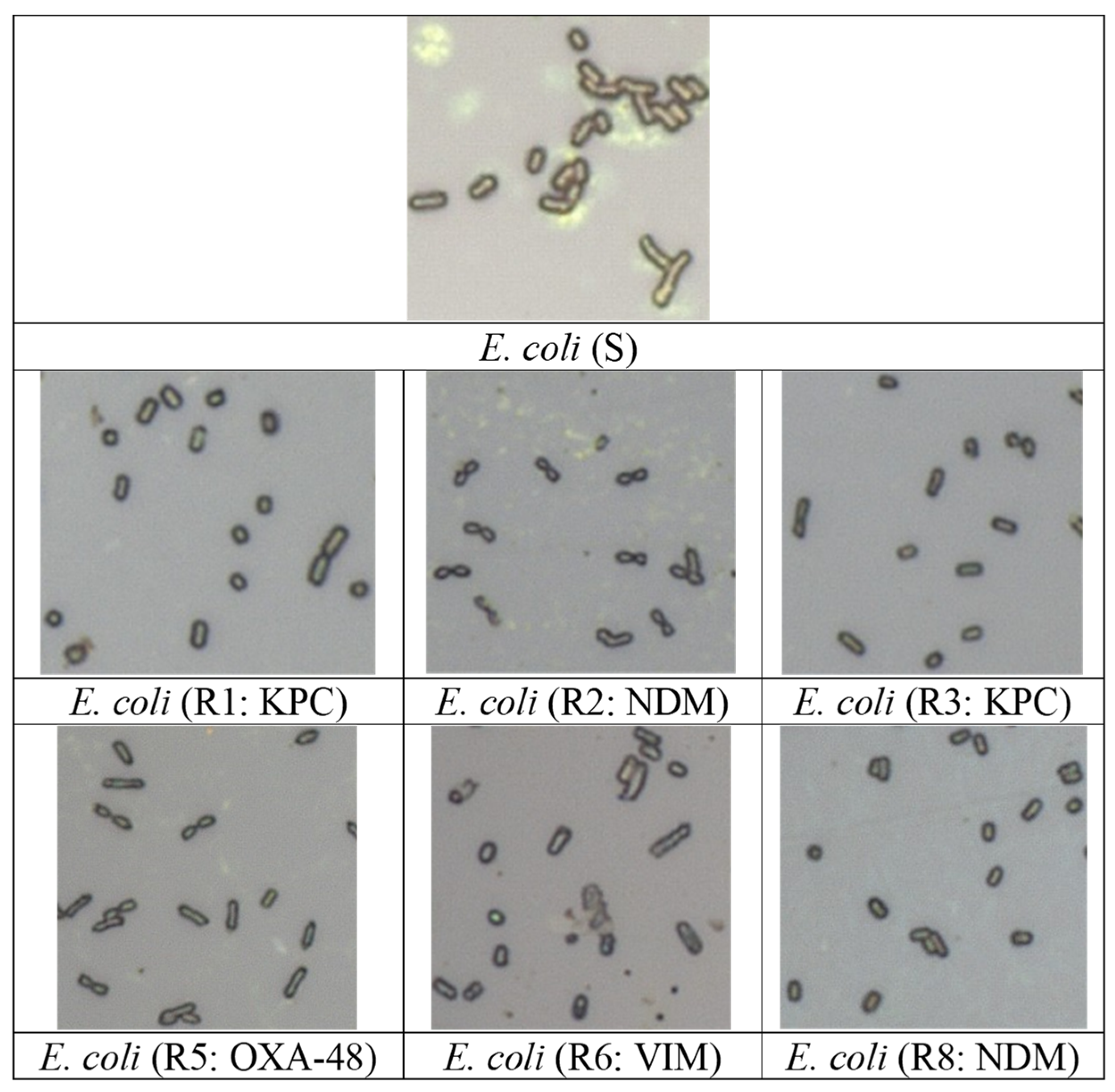 Nanomaterials 14 02010 g001