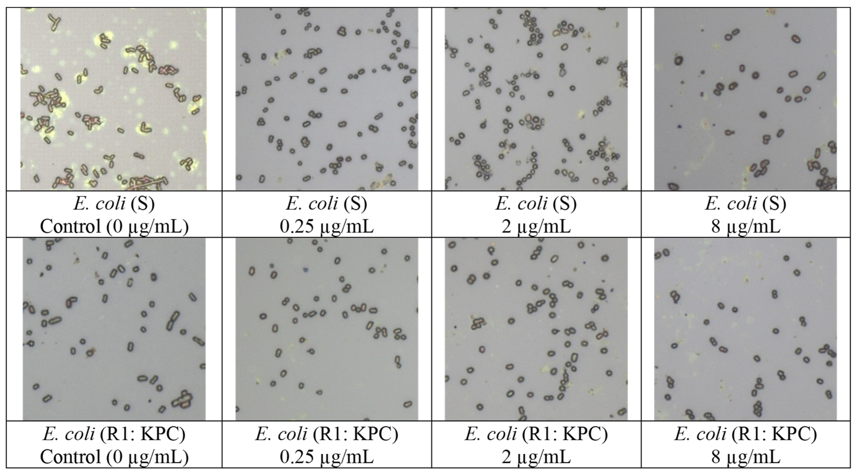 Nanomaterials 14 02010 g002