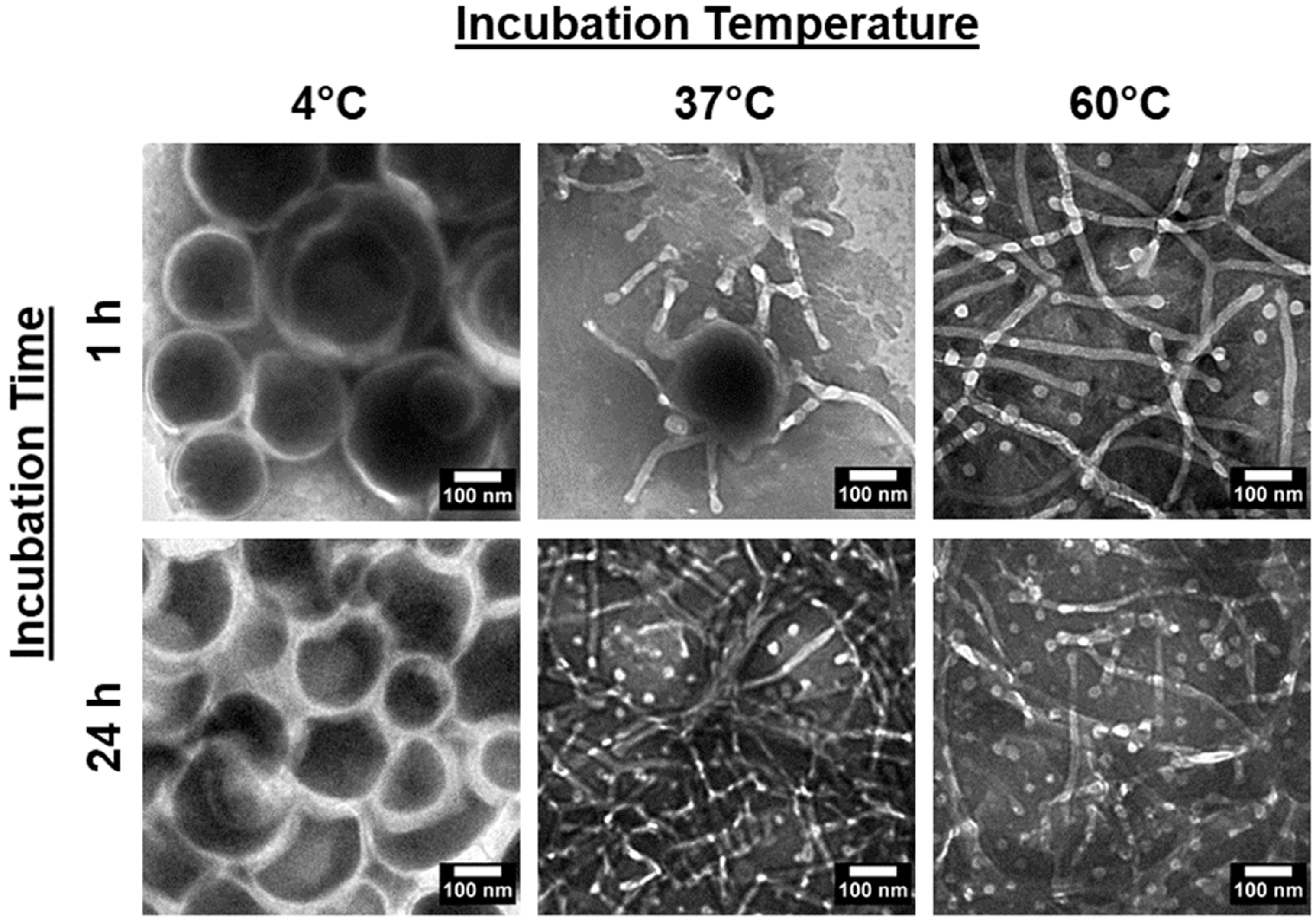 Nanomaterials 14 02015 g002