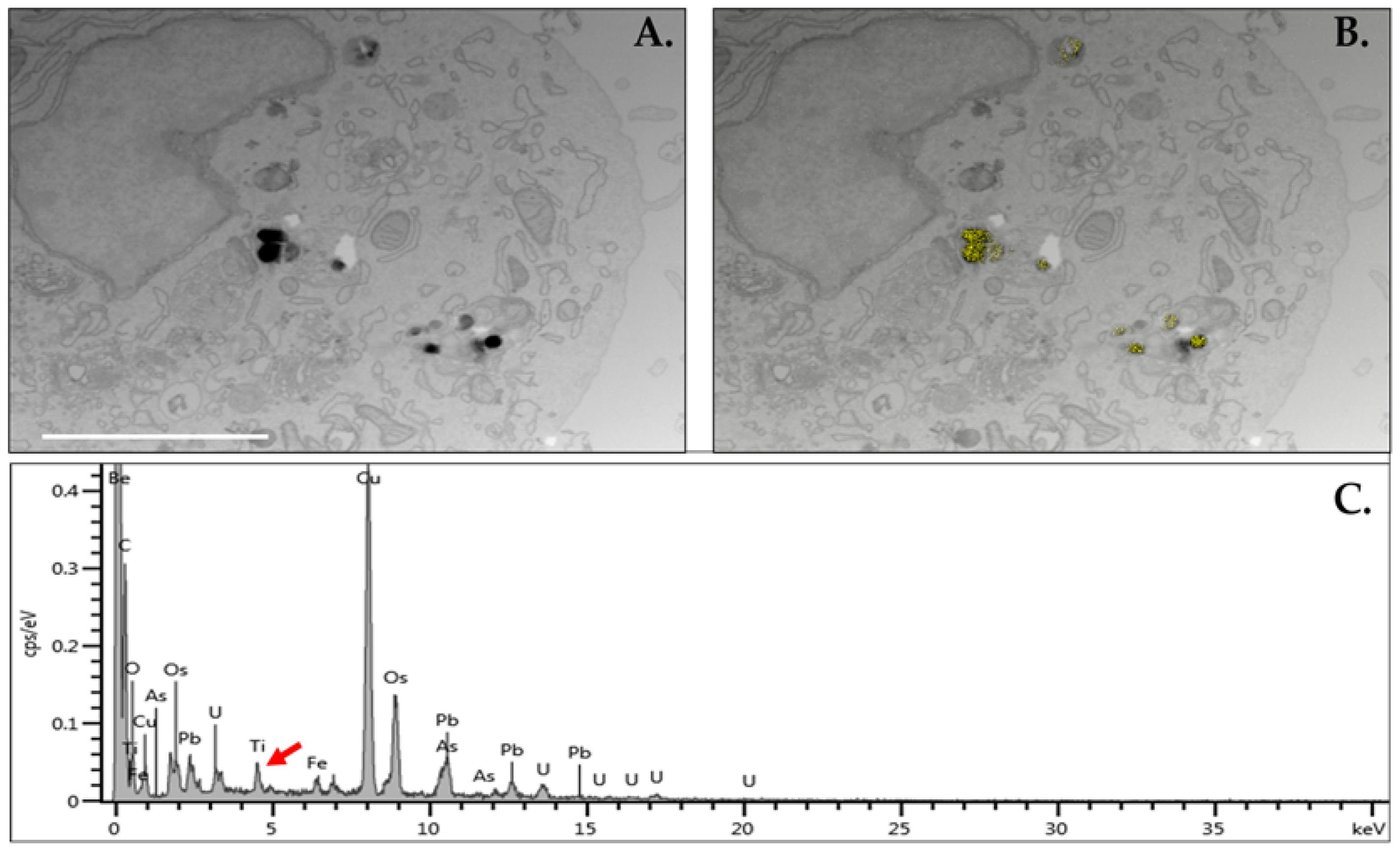 Exposure to a Titanium Dioxide Product Alters DNA Methylation in Human ...