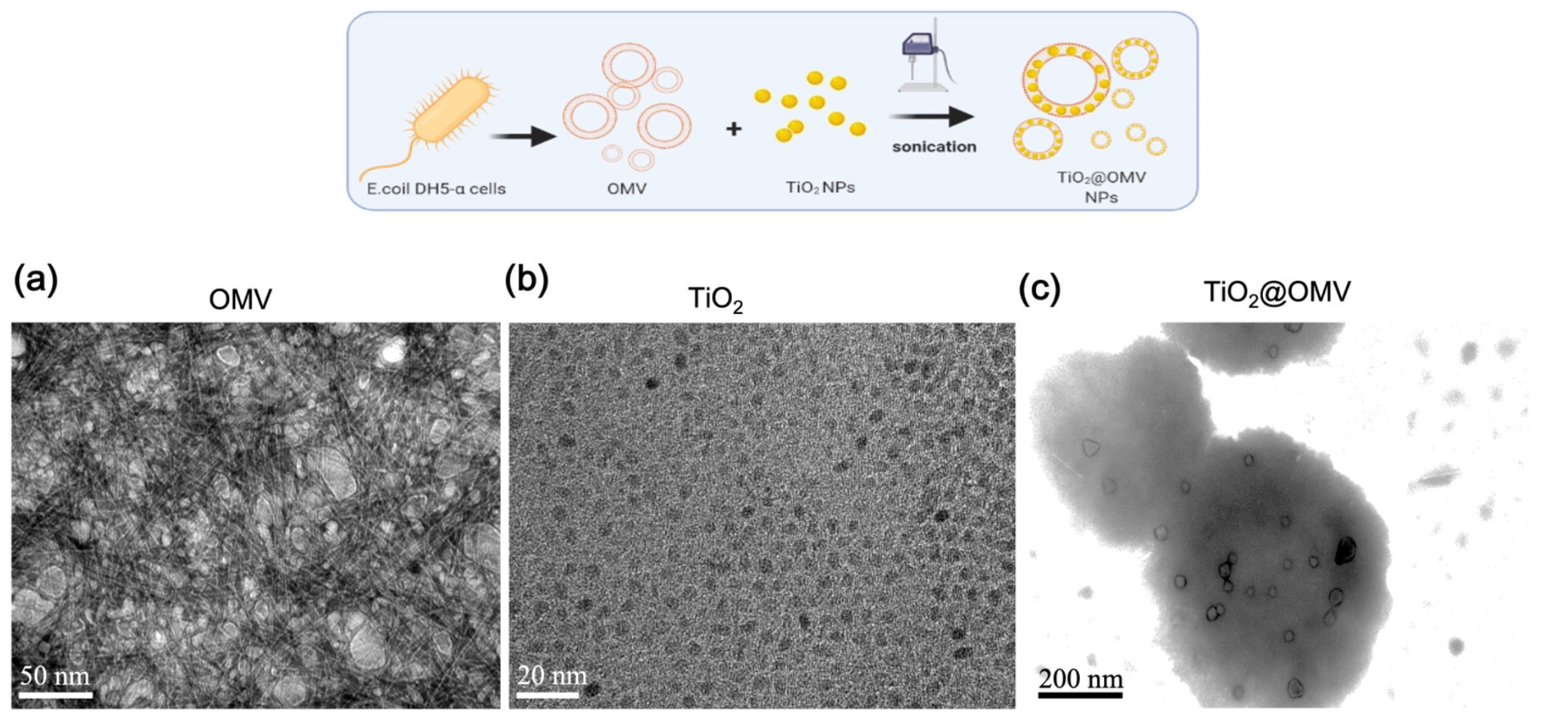Nanomaterials 14 02045 g002