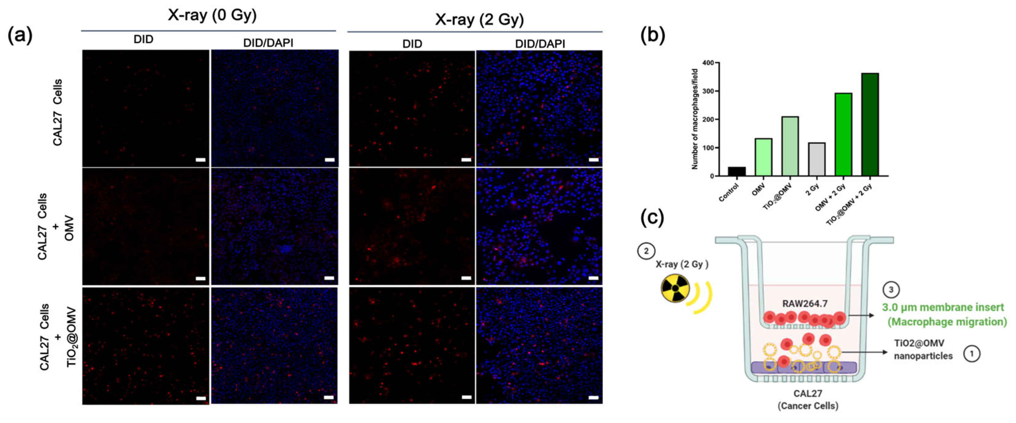 Nanomaterials 14 02045 g008