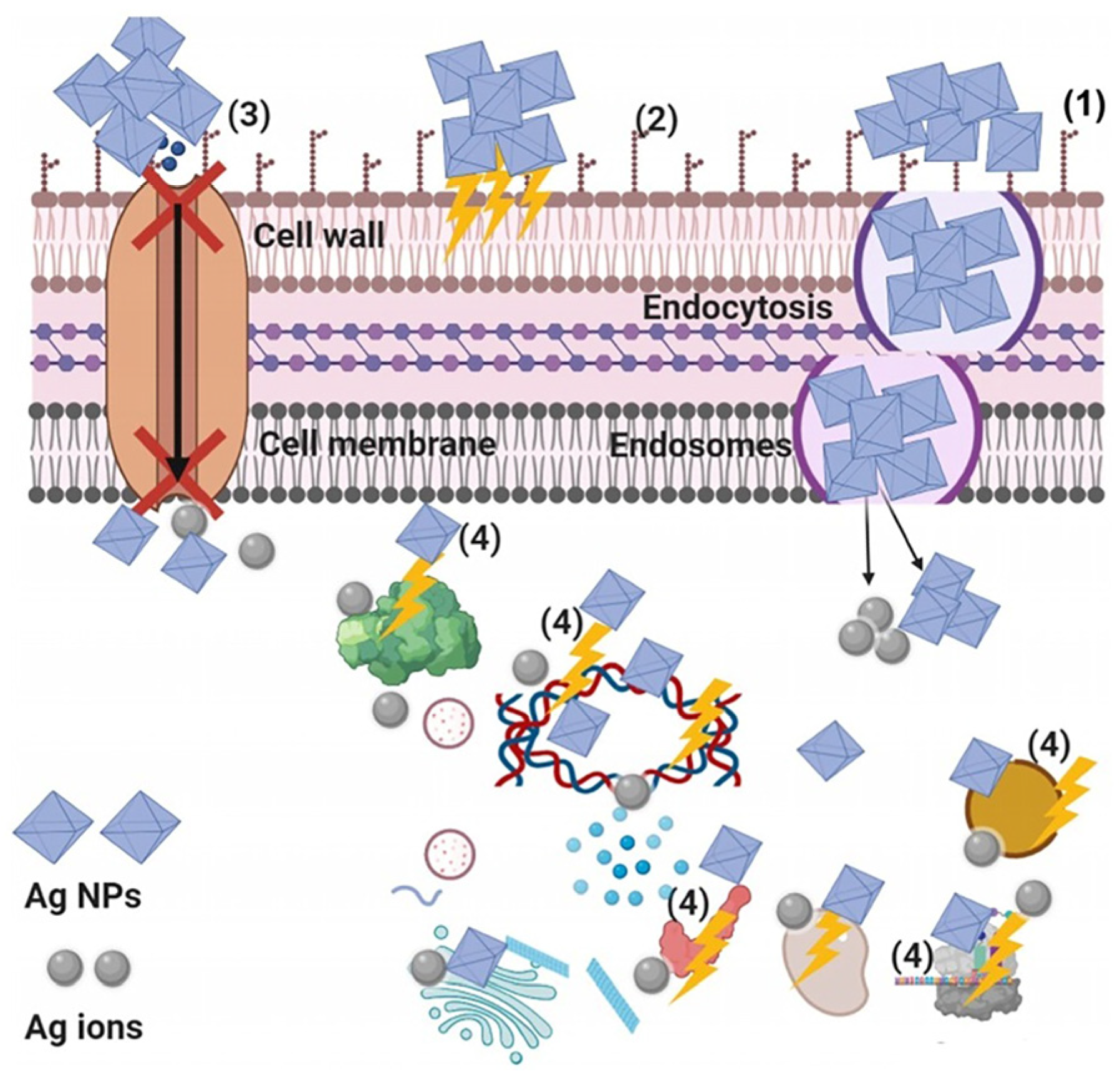 Nanomaterials 14 02051 g012 Nanomaterials 14 02051 g012