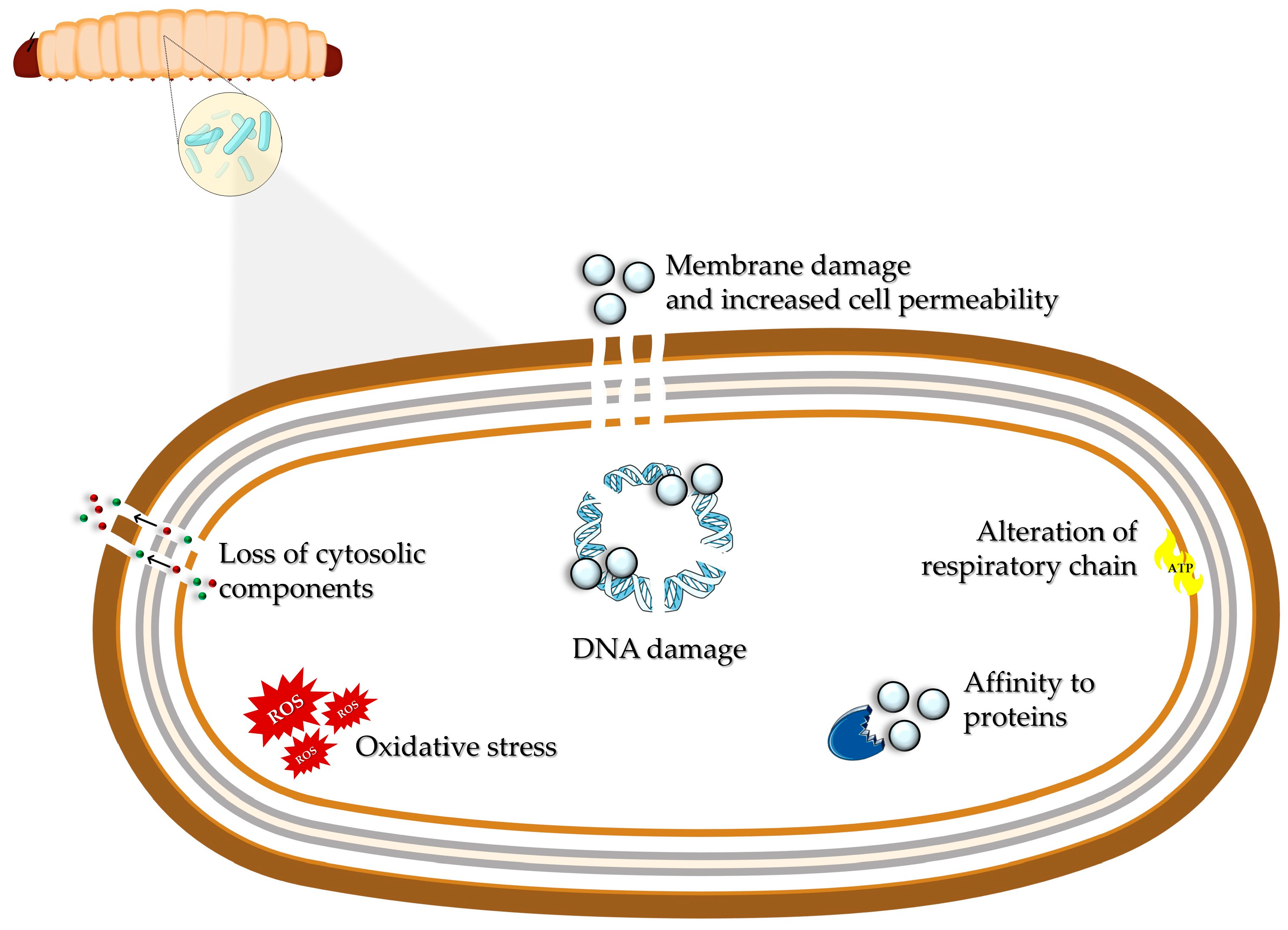 Nanomaterials 15 00067 g004