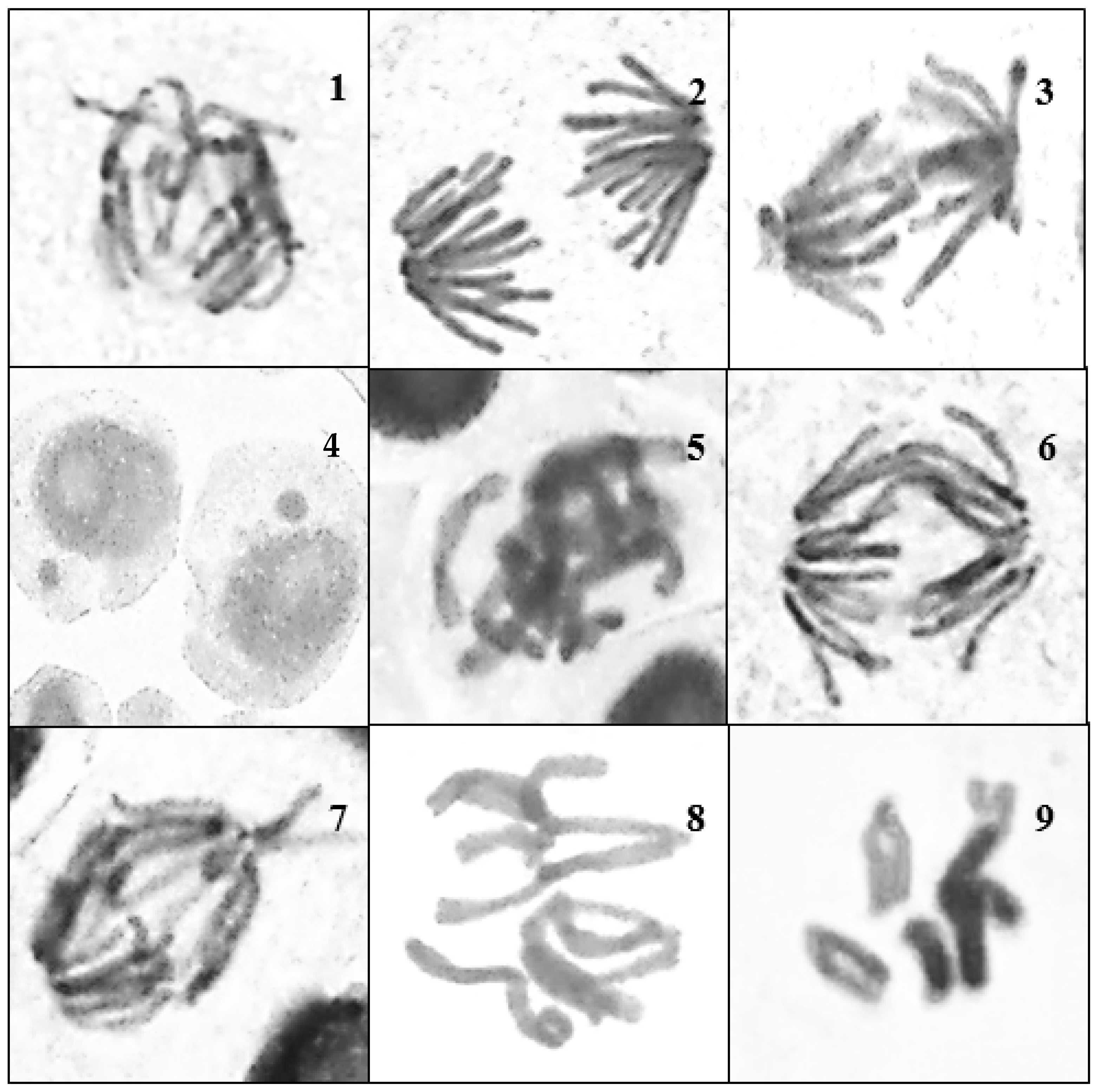 Nanomaterials 15 00077 g006