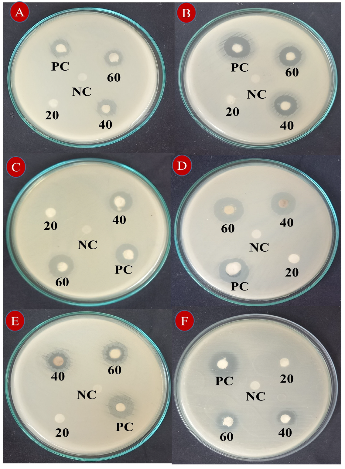 Nanomaterials 15 00084 g007