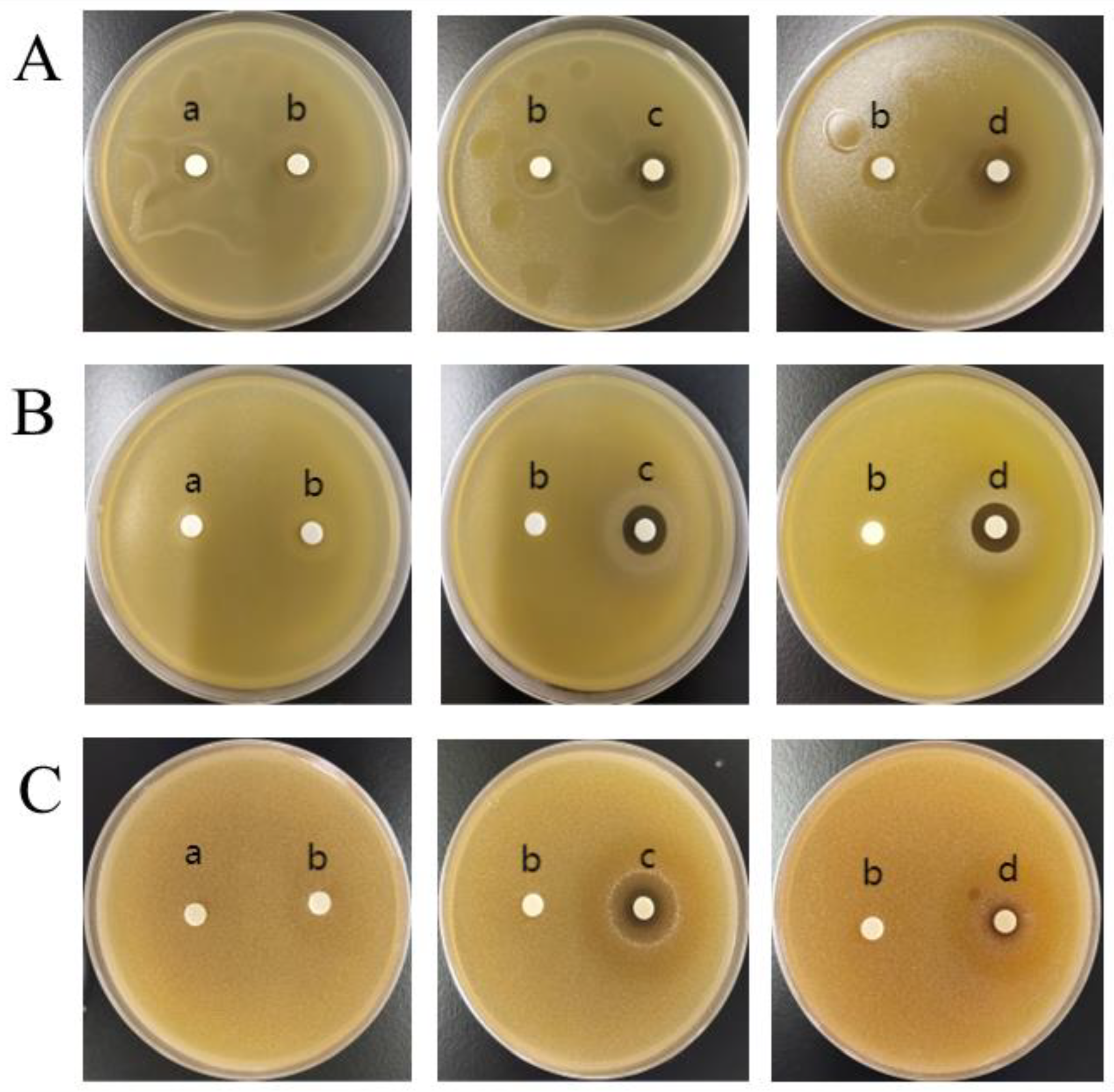 Nanomaterials 15 00091 g012