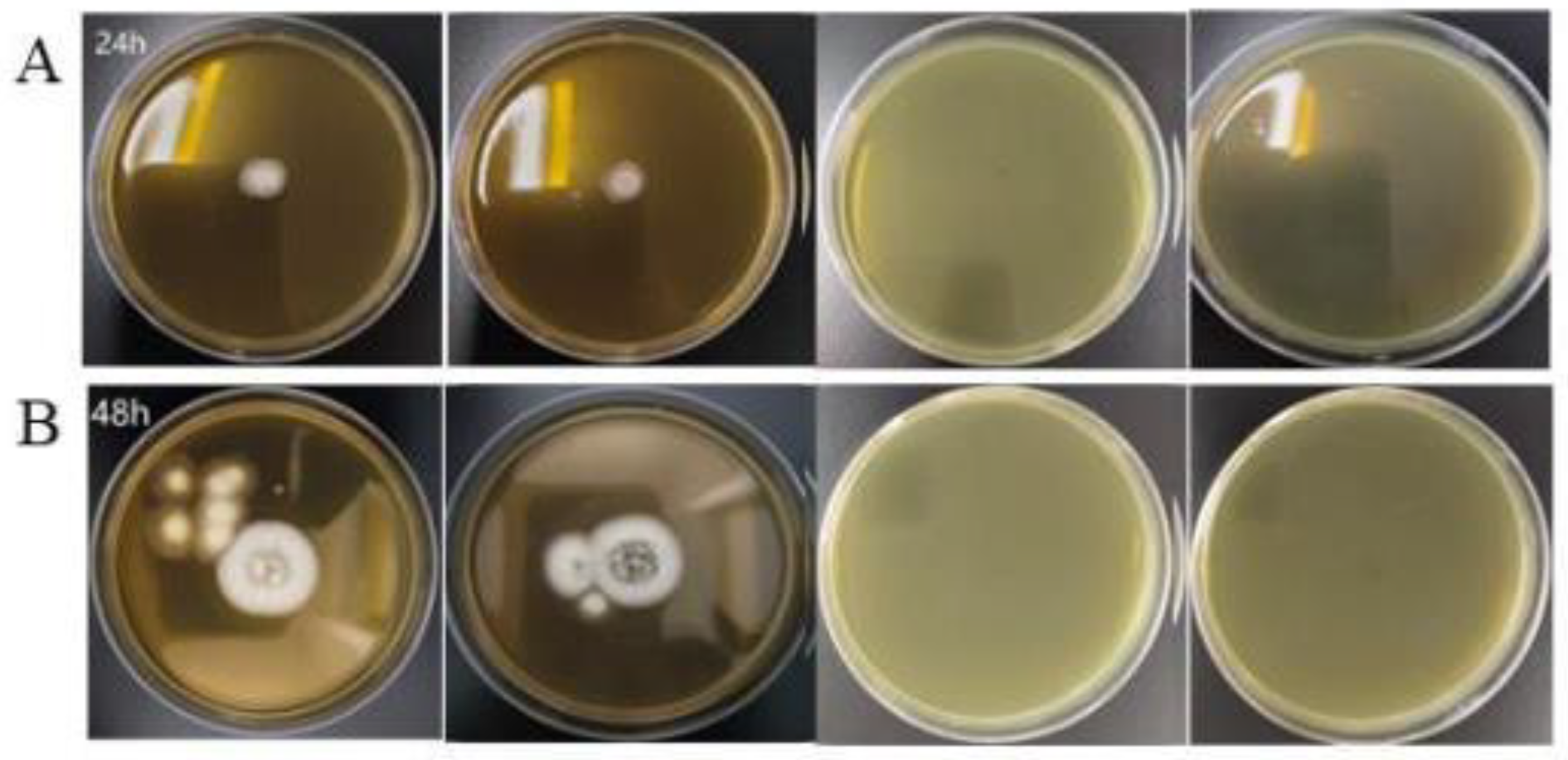 Nanomaterials 15 00091 g013