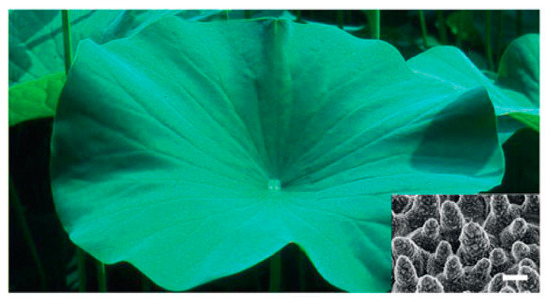 Advancements in Superhydrophobic Paper-Based Materials: A