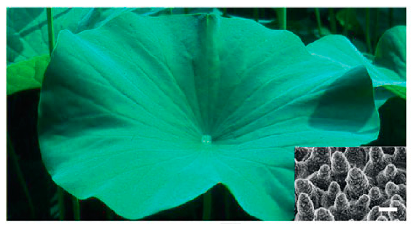 Nanomaterials 15 00107 g004