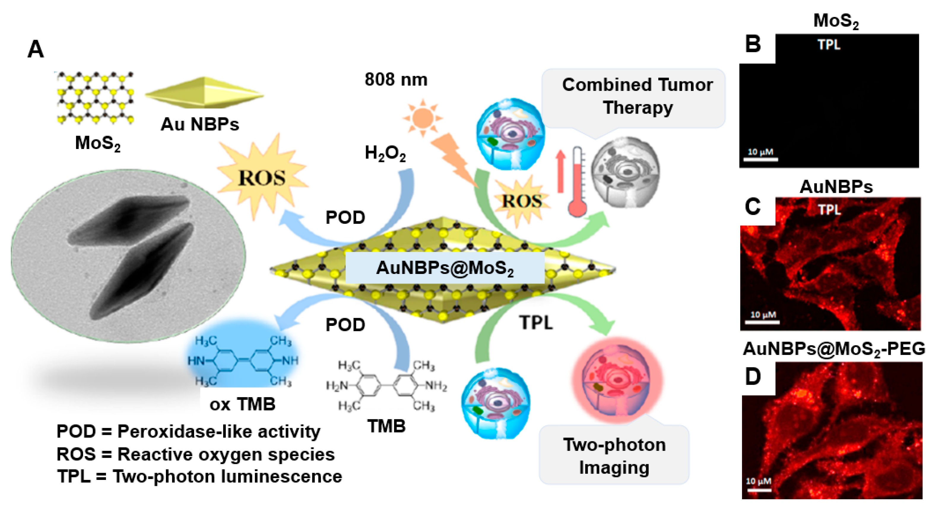 Nanomaterials 15 00111 g005
