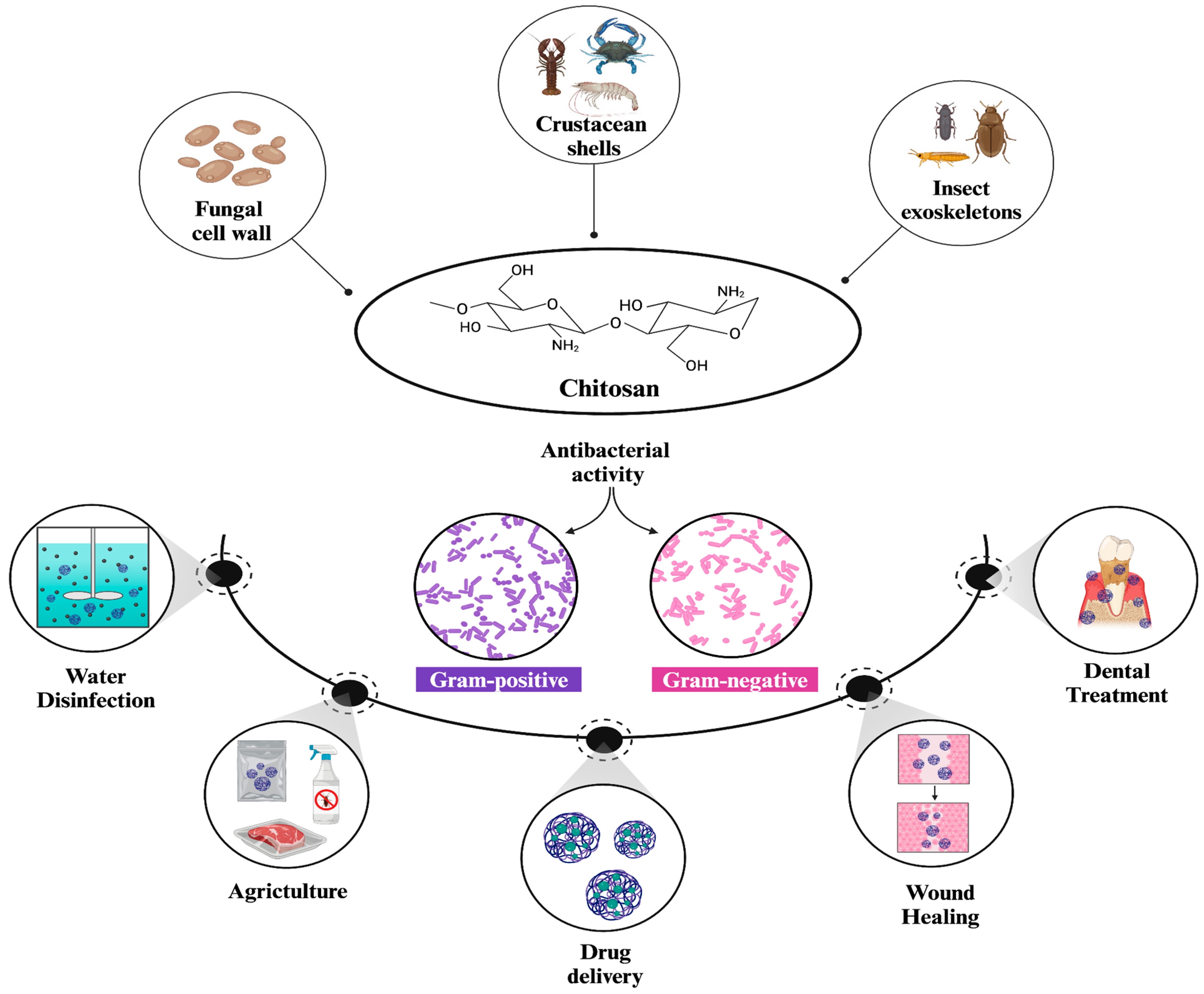Chitosan and Its Nanoparticles: A Multifaceted Approach to