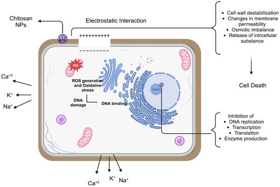 Chitosan and Its Nanoparticles: A Multifaceted Approach to