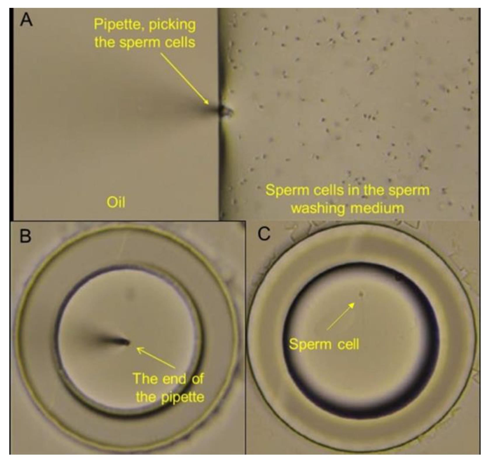 Nanomaterials 15 00149 g009