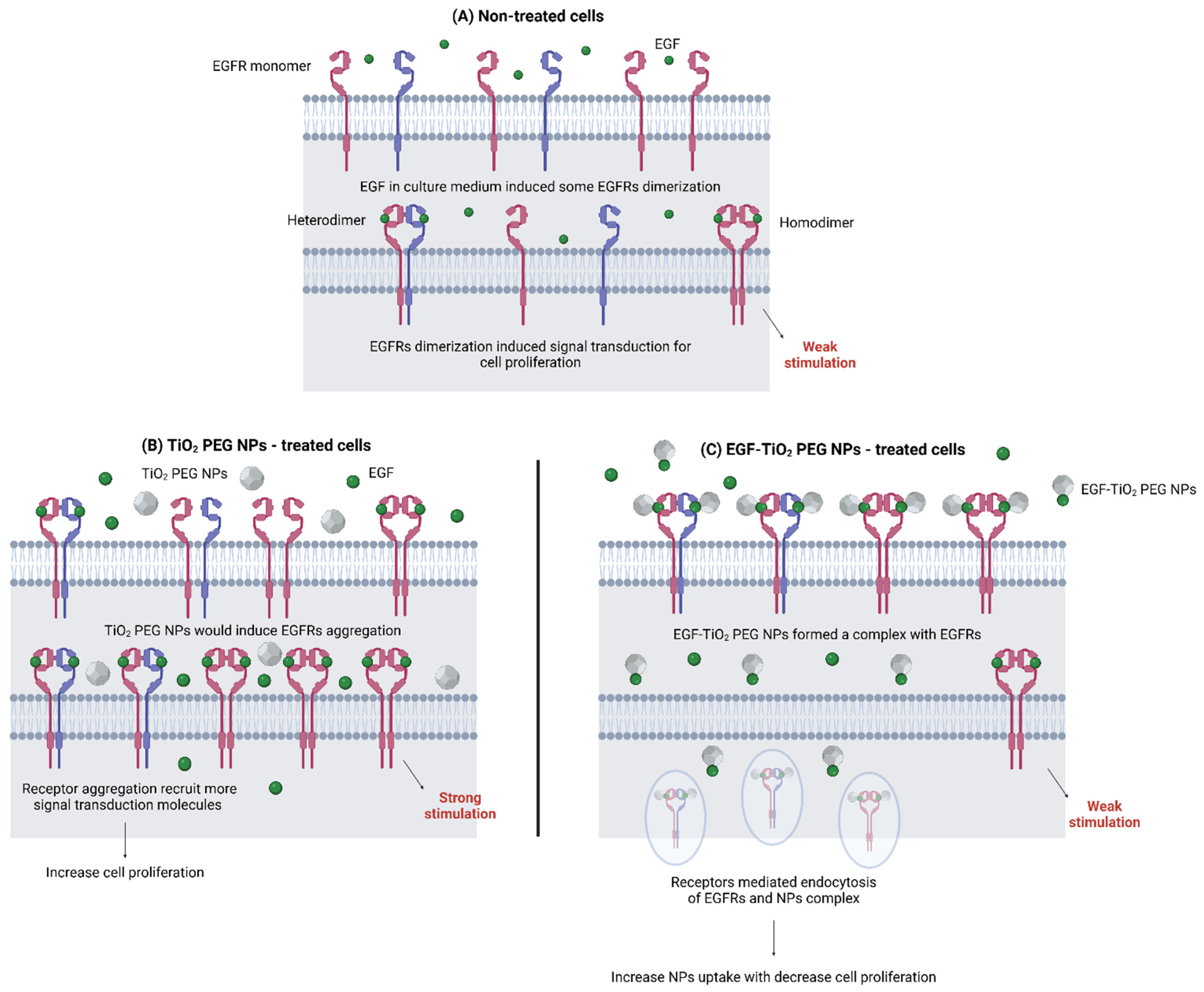 Nanomaterials 15 00158 g004 Nanomaterials 15 00158 g004