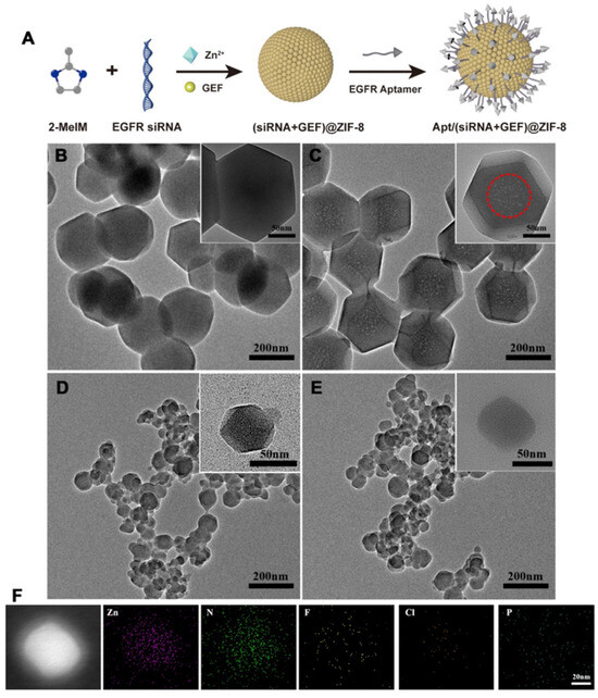 Surface Functionalization of Nanocarriers with Anti-EGFR Ligands for ...