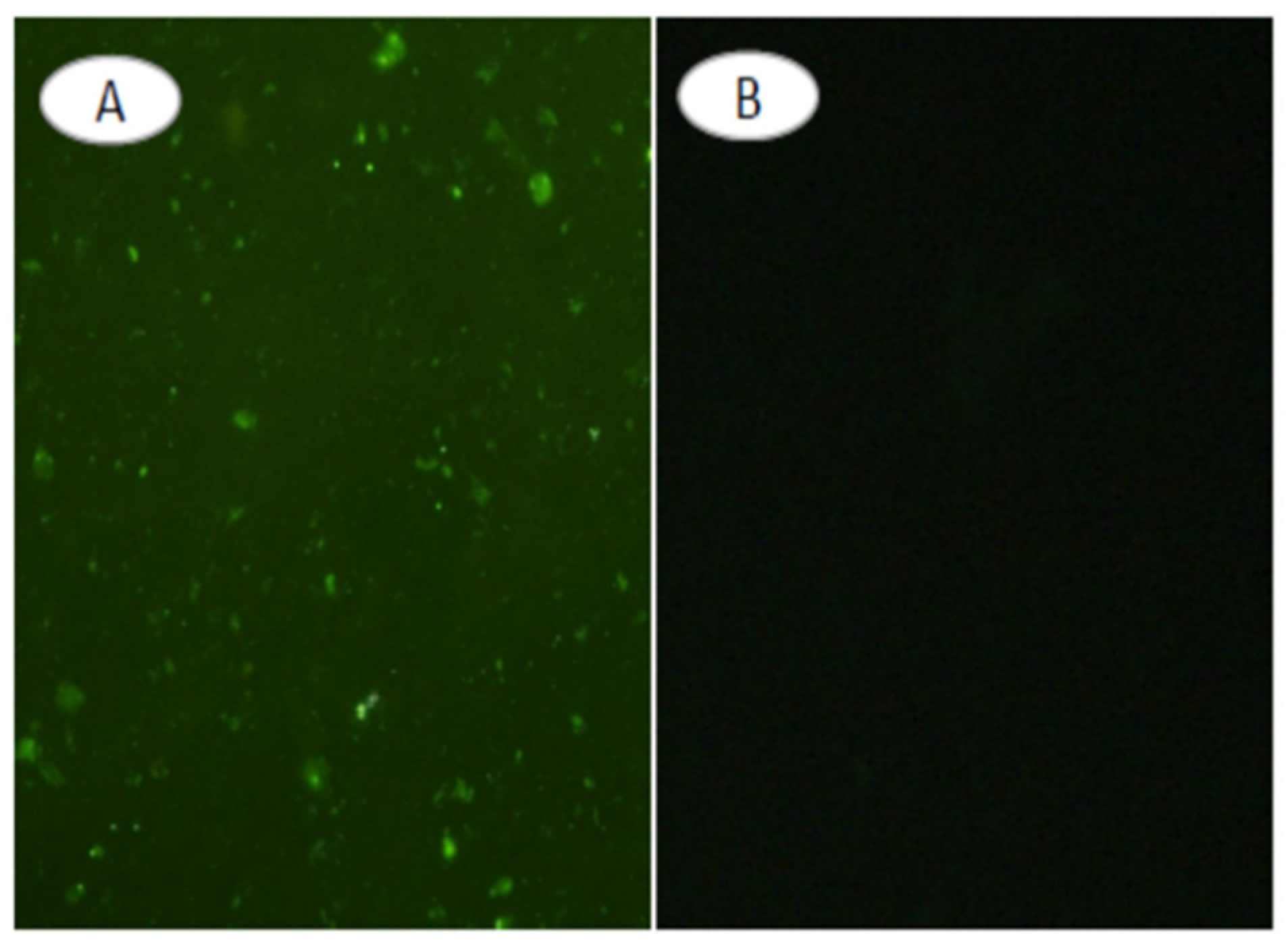 Nanomaterials 15 00158 g016 Nanomaterials 15 00158 g016