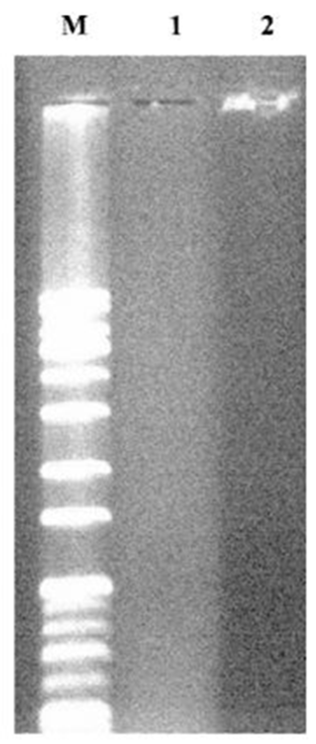 Nanomaterials 15 00158 g017 Nanomaterials 15 00158 g017