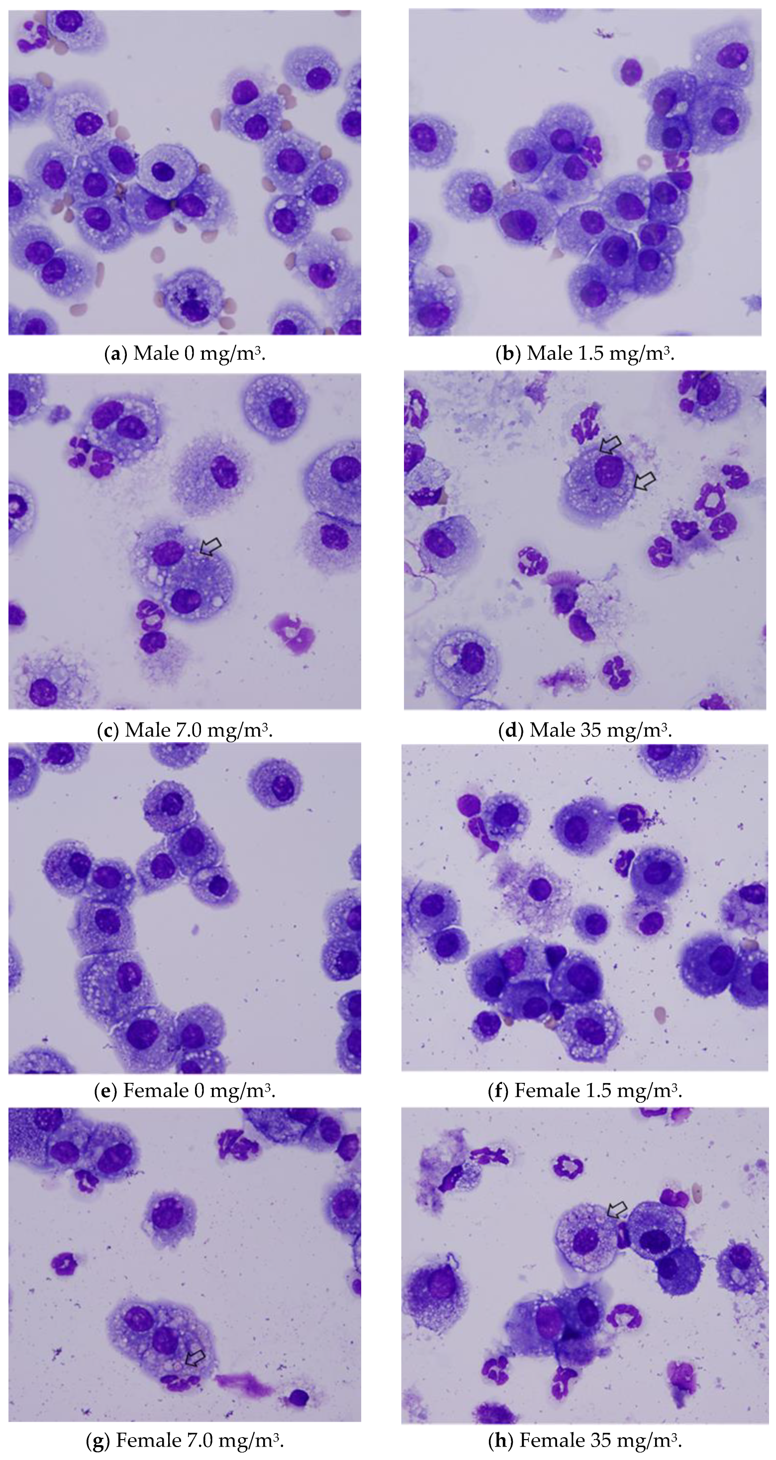 Nanomaterials 15 00214 g008