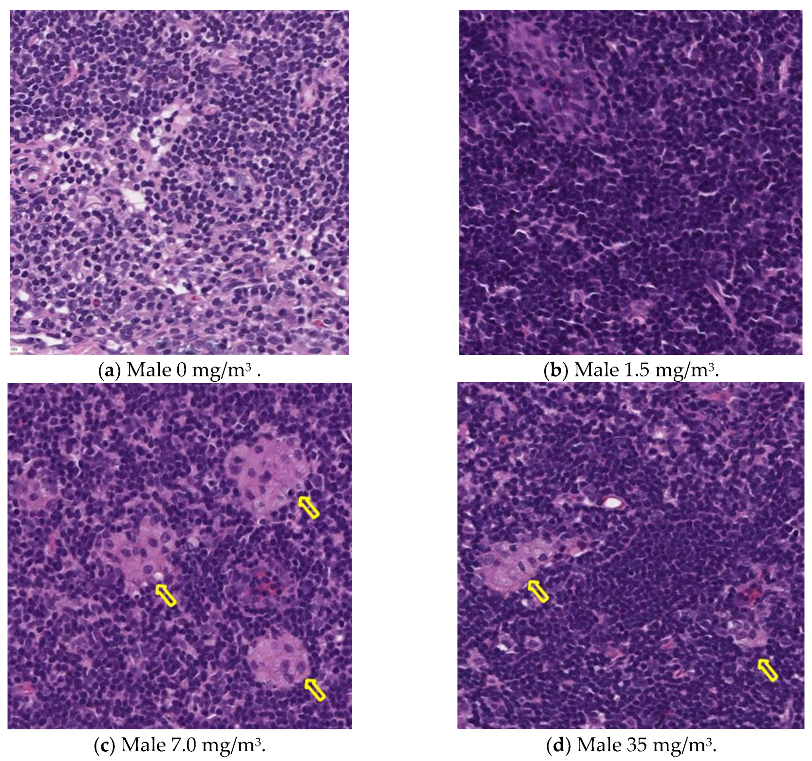 Nanomaterials 15 00214 g011