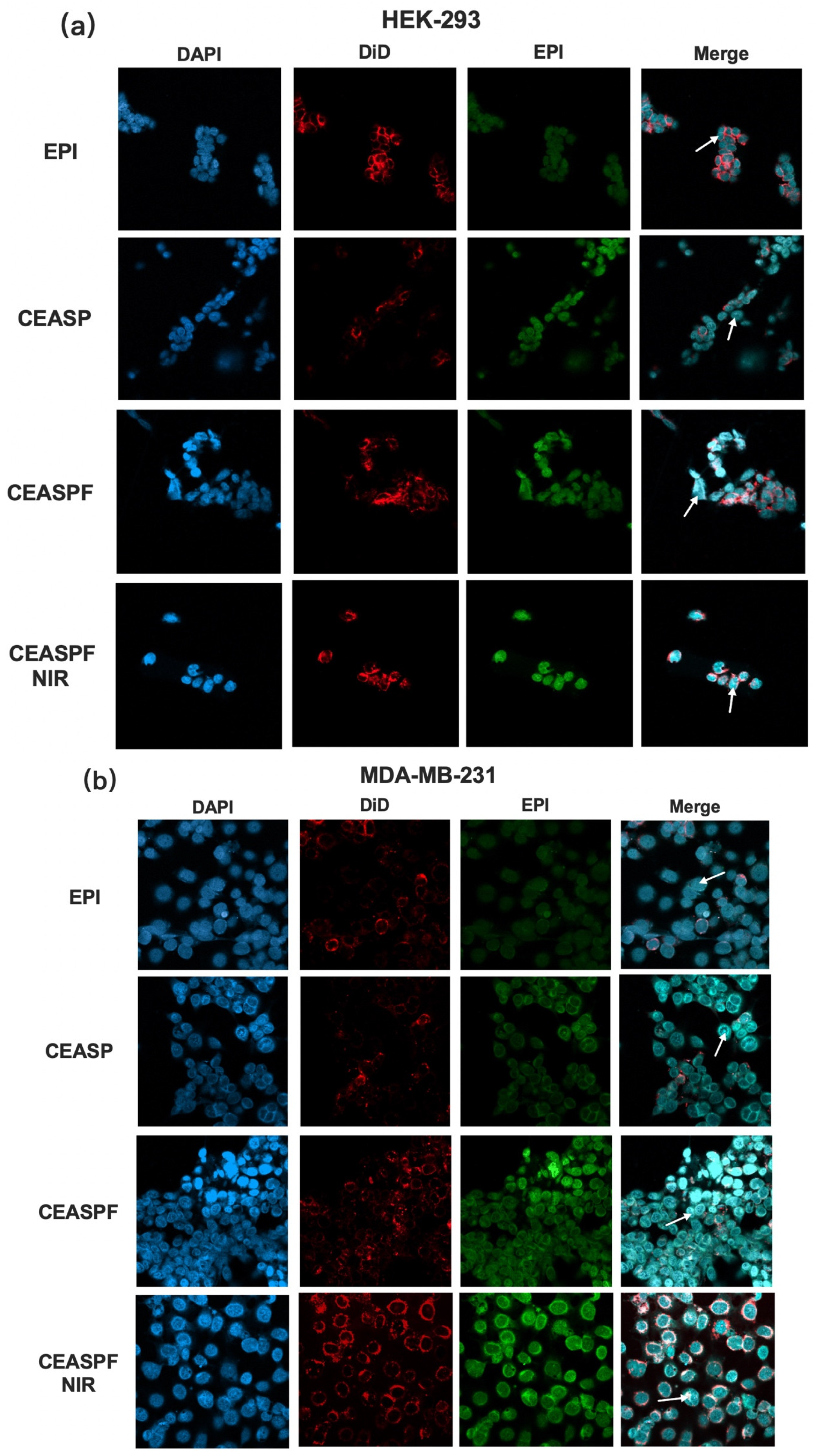 Nanomaterials 15 00221 g009