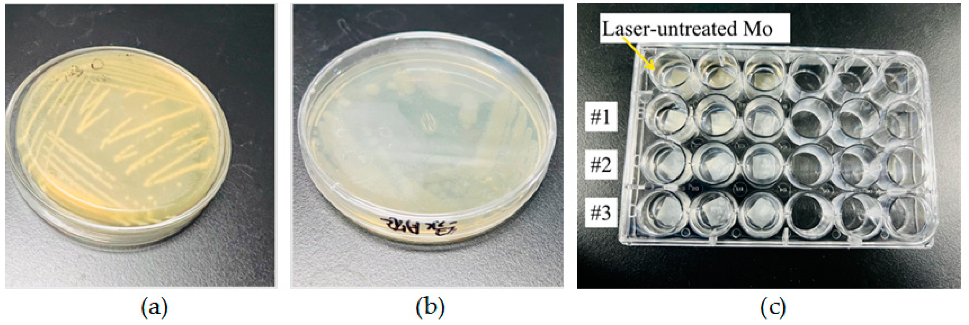 Nanomaterials 15 00269 g002