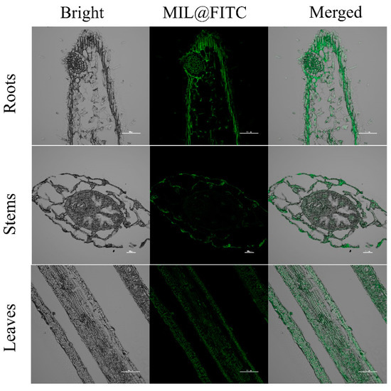 Carboxymethyl Cellulose Surface Modification Alleviates the