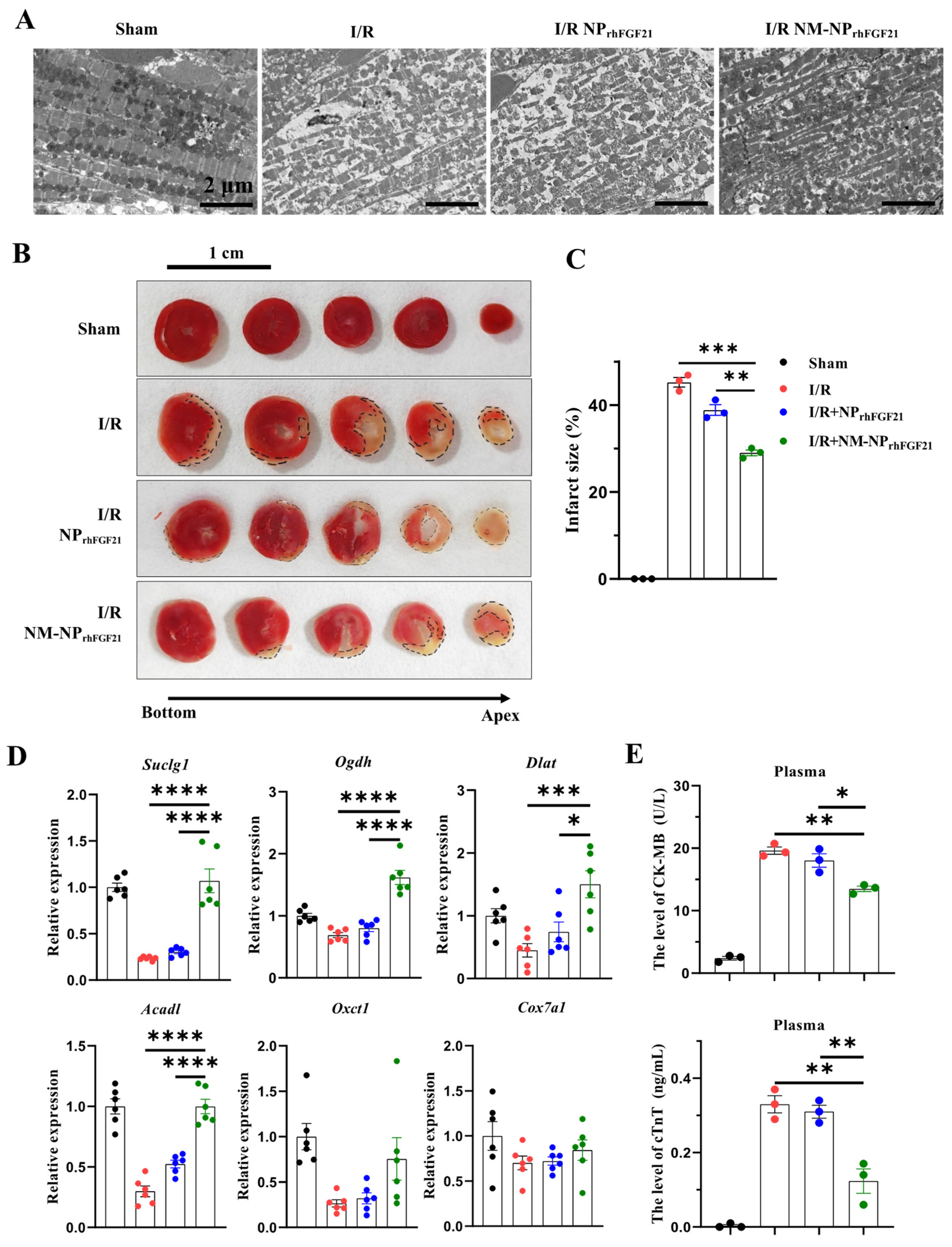 Nanomaterials 15 00346 g004