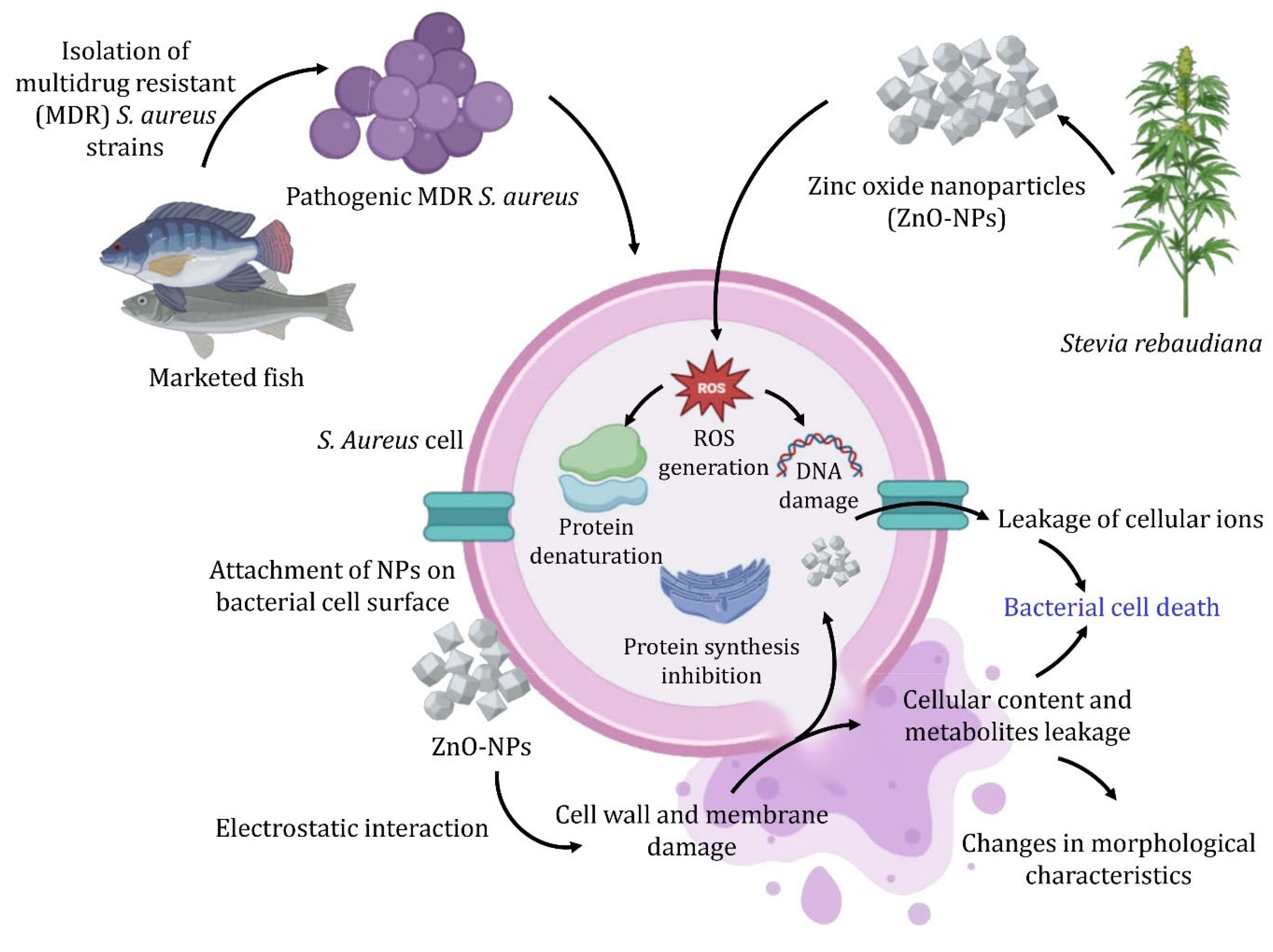 Nanomaterials 15 00369 g006