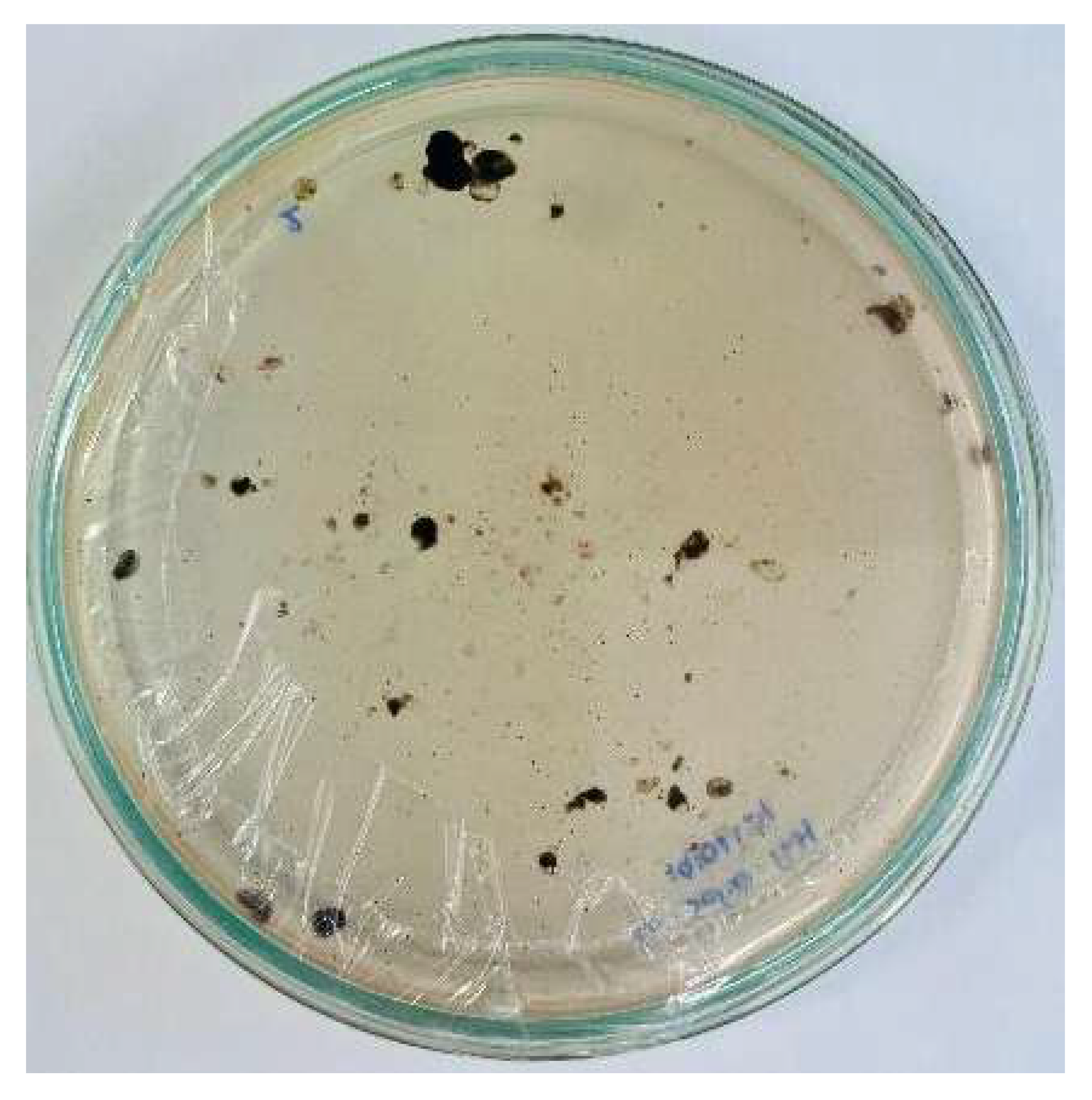 Nanomaterials 15 00379 i003