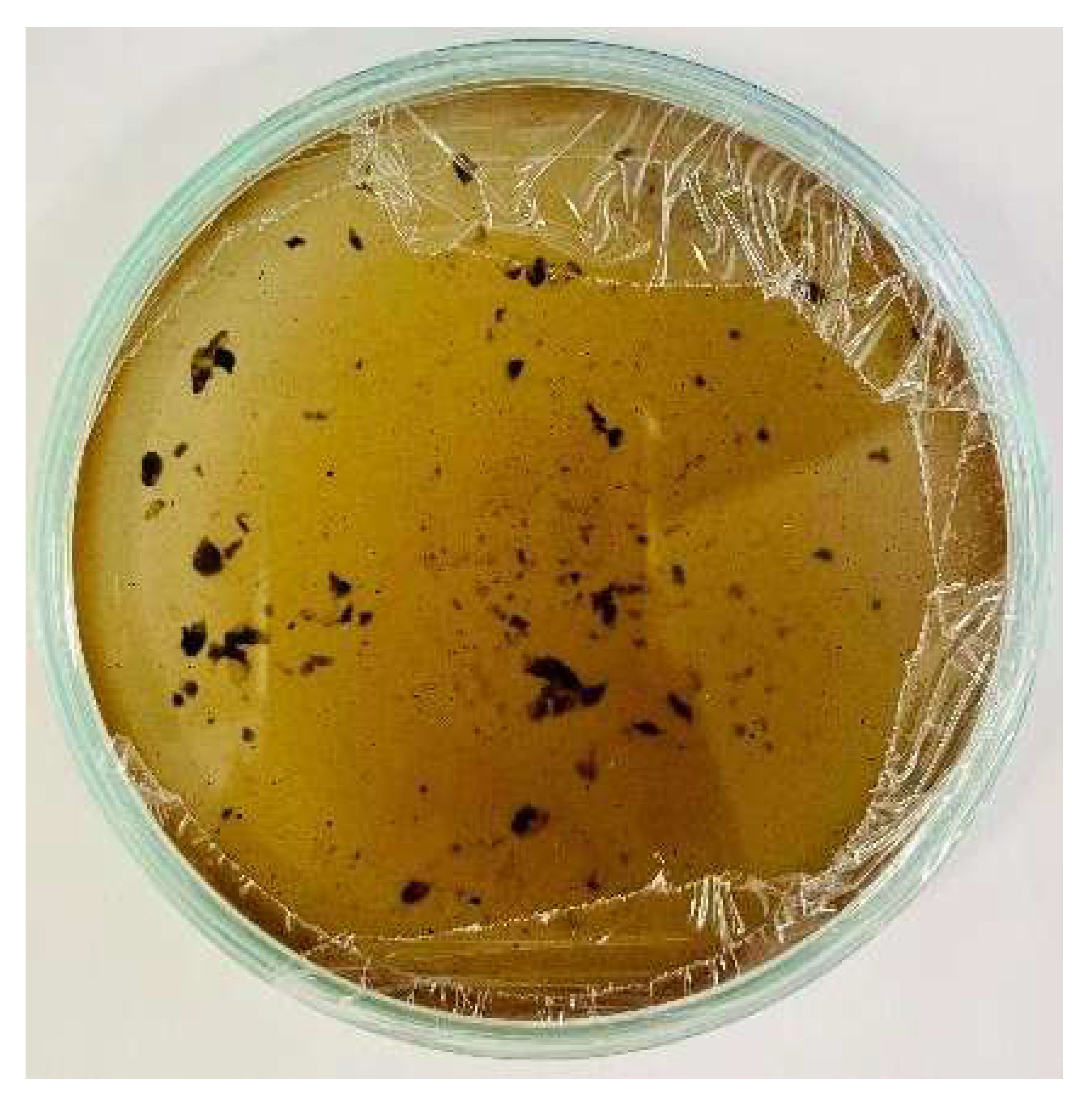 Nanomaterials 15 00379 i009