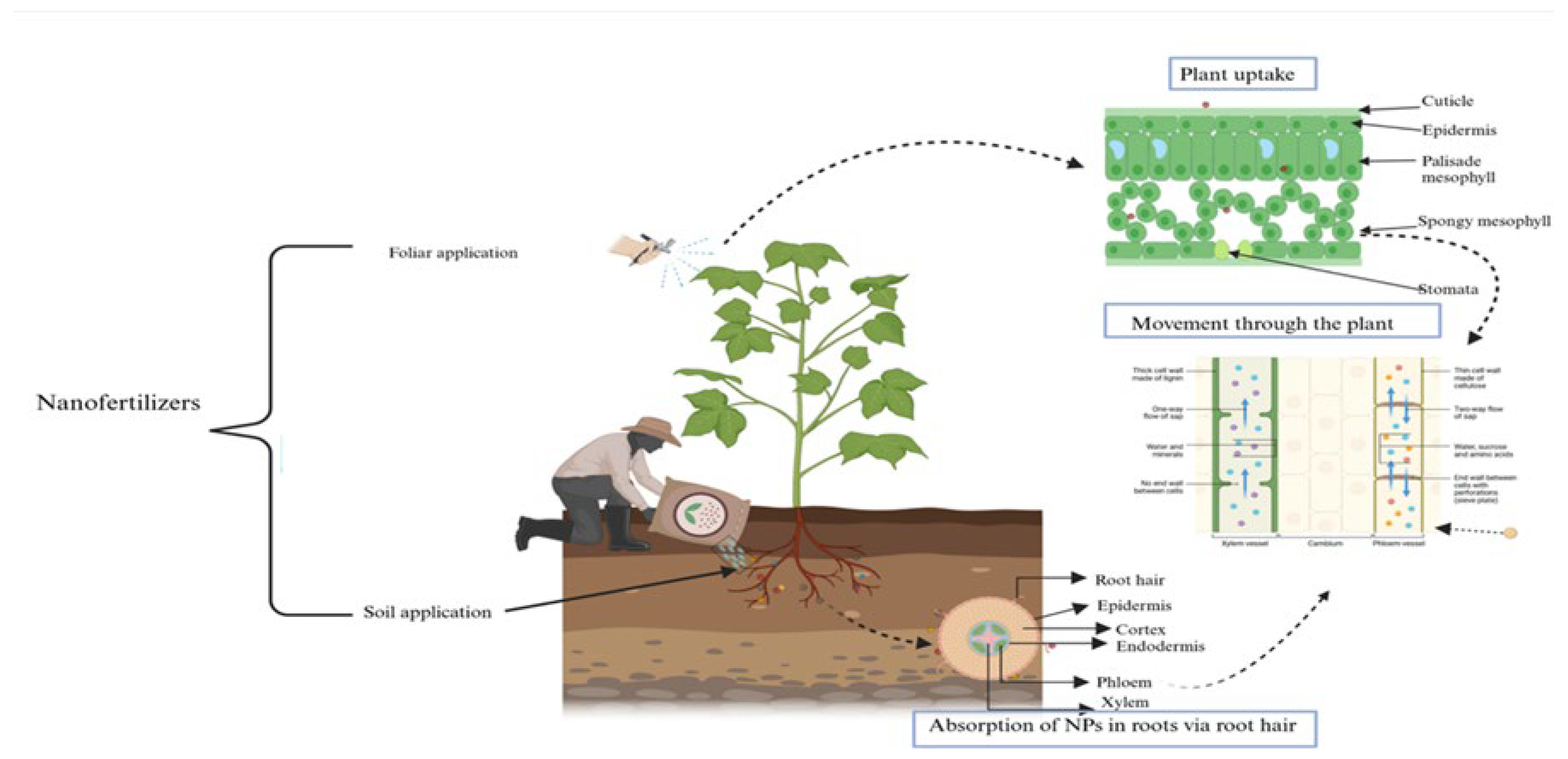 Nanomaterials 15 00390 g002 Nanomaterials 15 00390 g002
