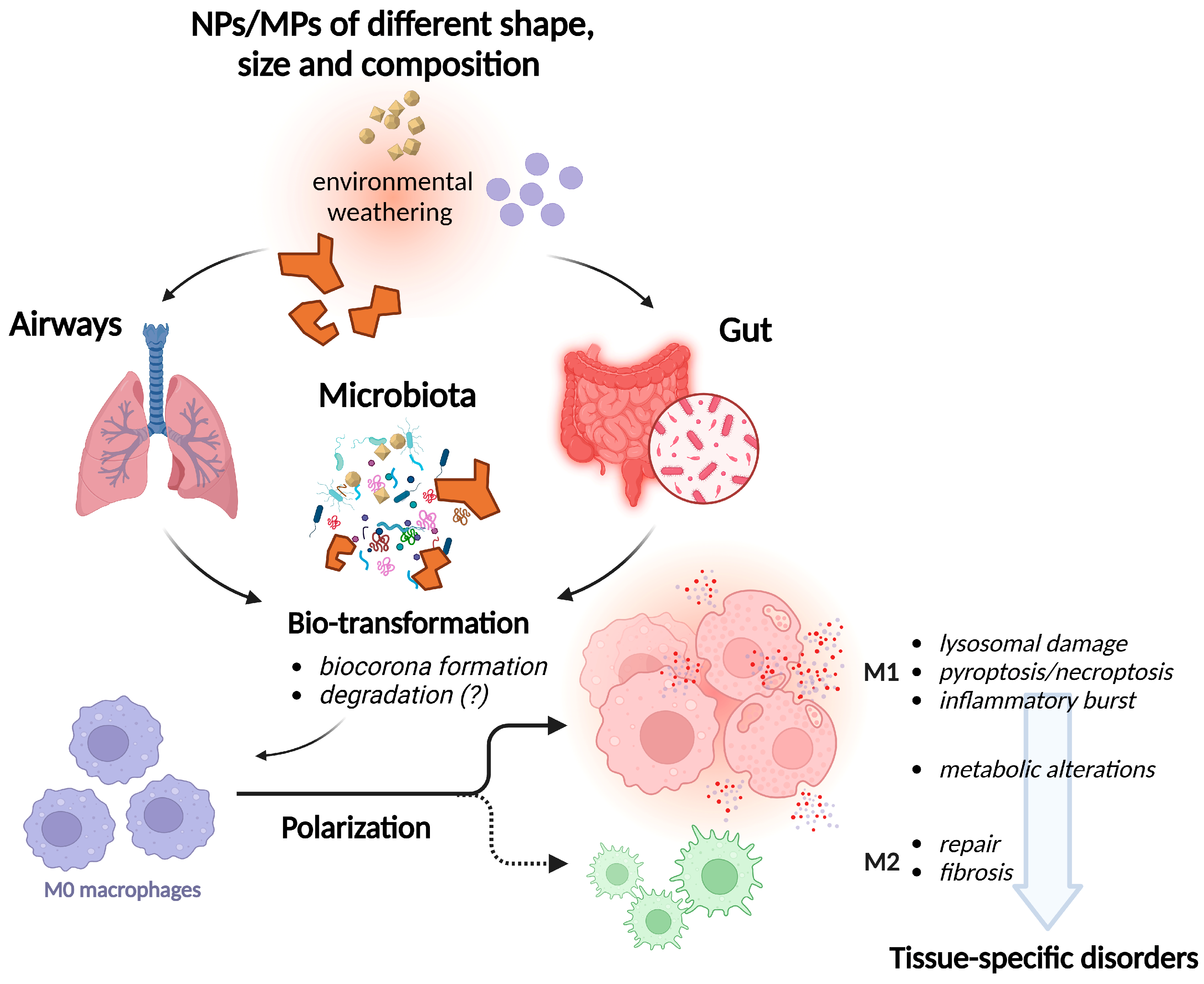 Nanomaterials 15 00394 g001