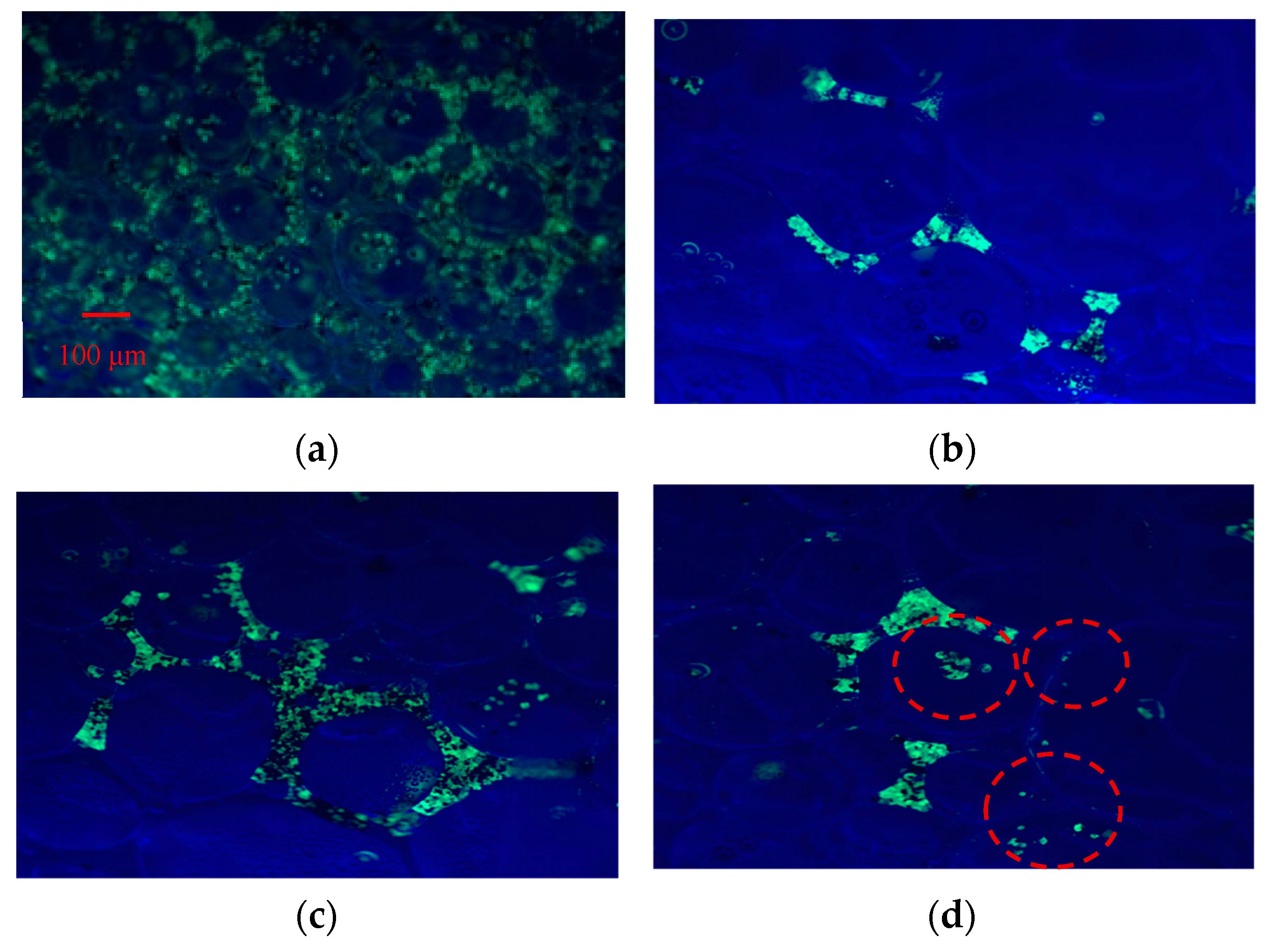 Nanomaterials 15 00395 g010