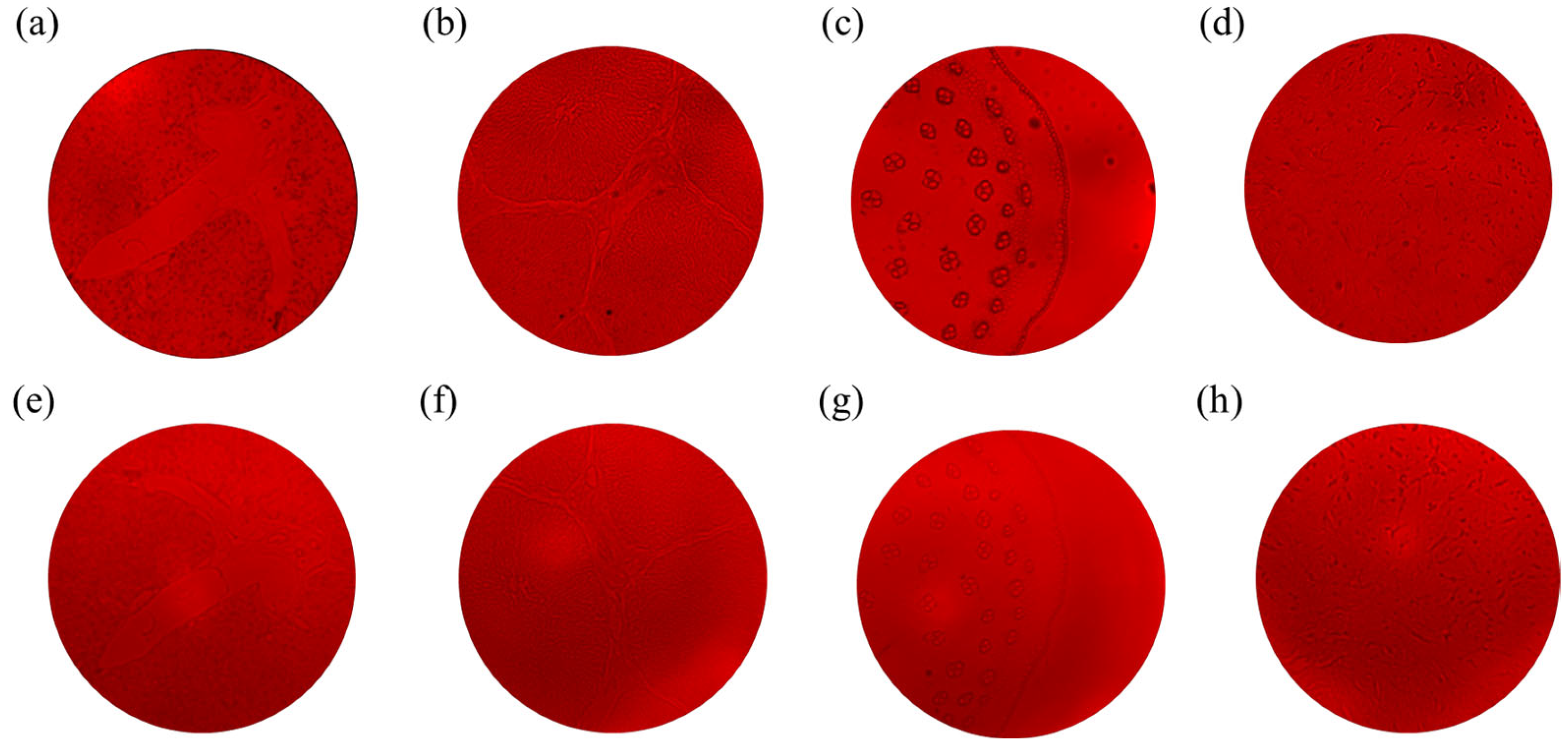 Nanomaterials 15 00453 g005