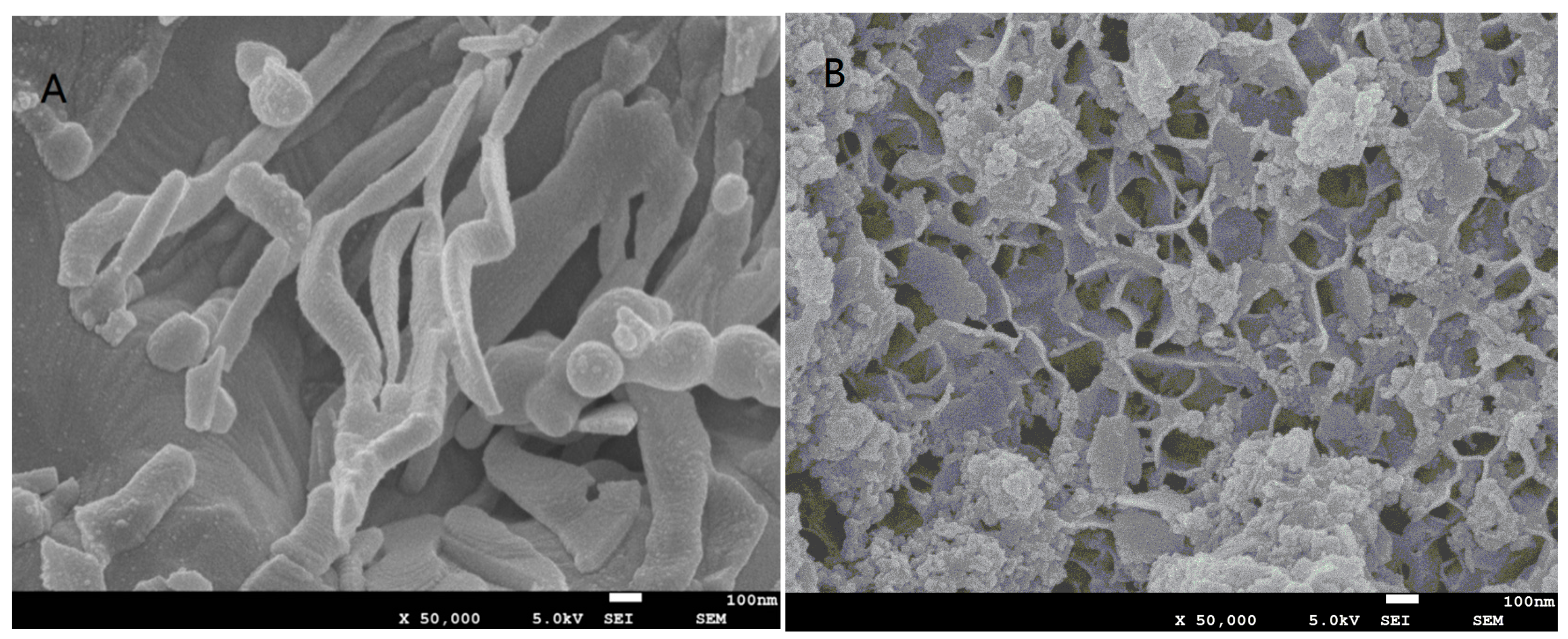 Nanomaterials 15 00558 g001
