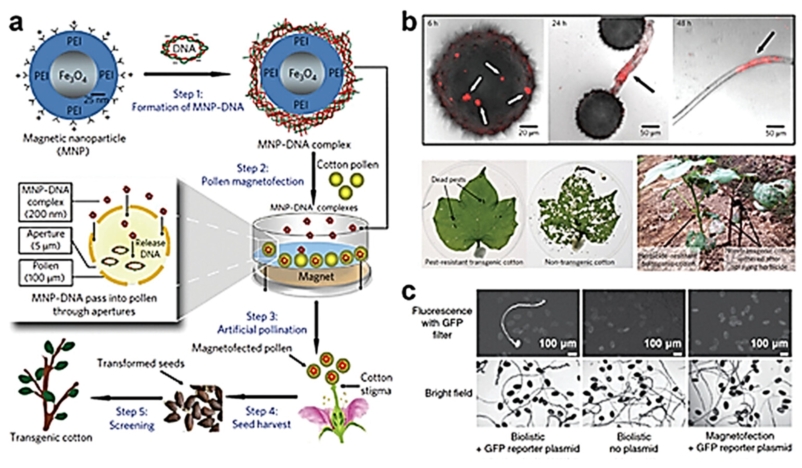 Nanomaterials 15 00765 g005