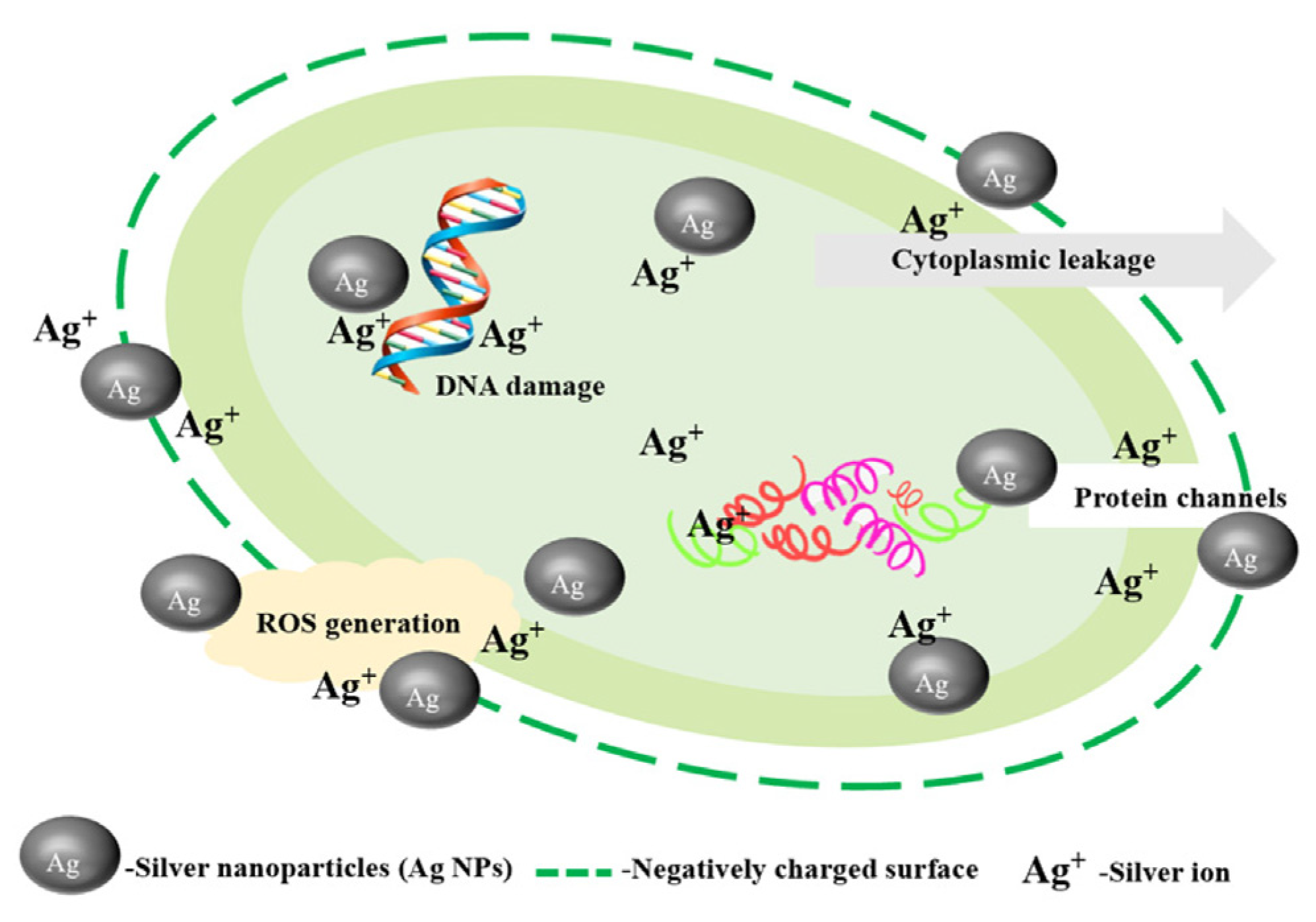 Nanomaterials 15 00765 g006