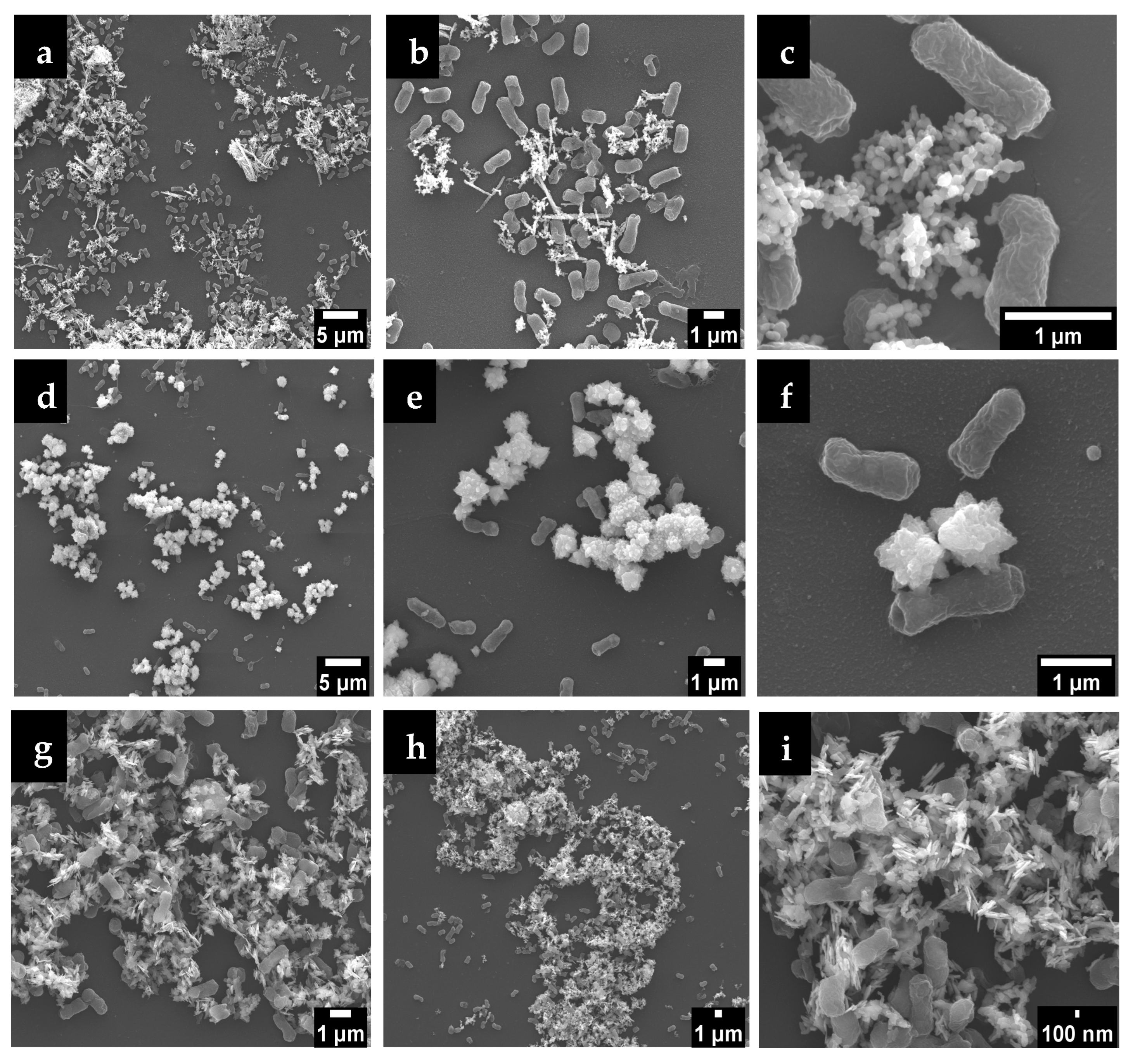 Nanomaterials 15 00892 g005