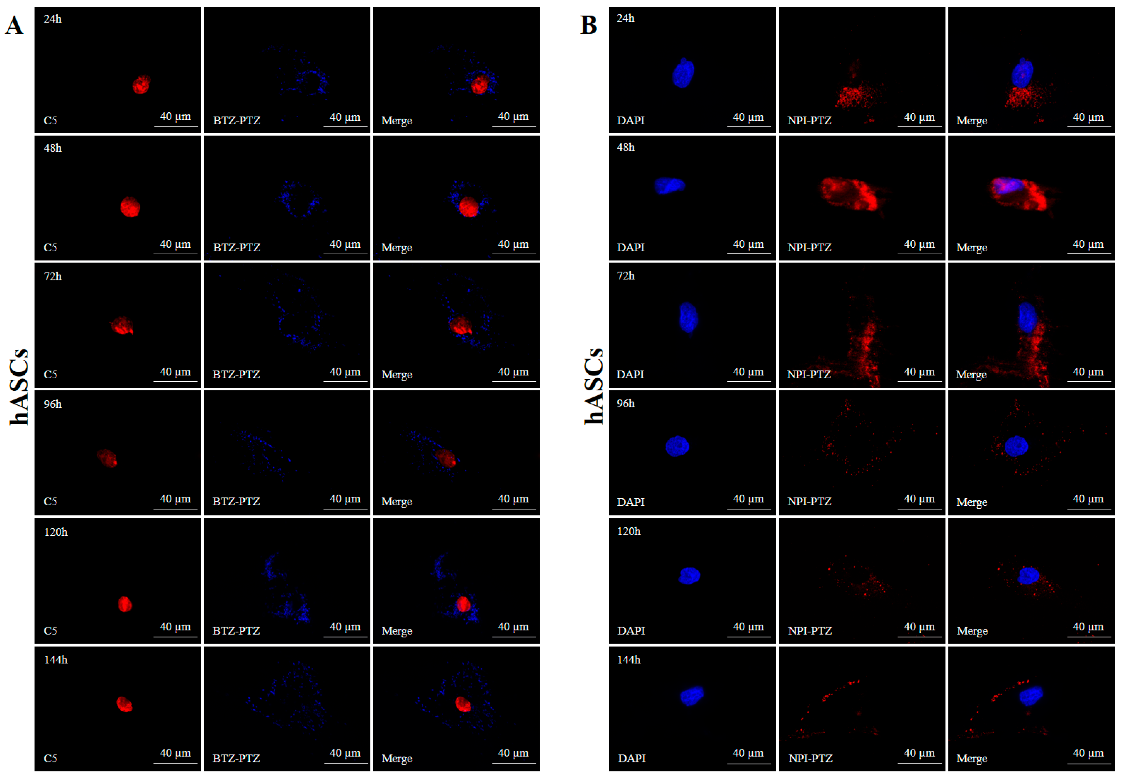 Nanomaterials 15 00894 g004a