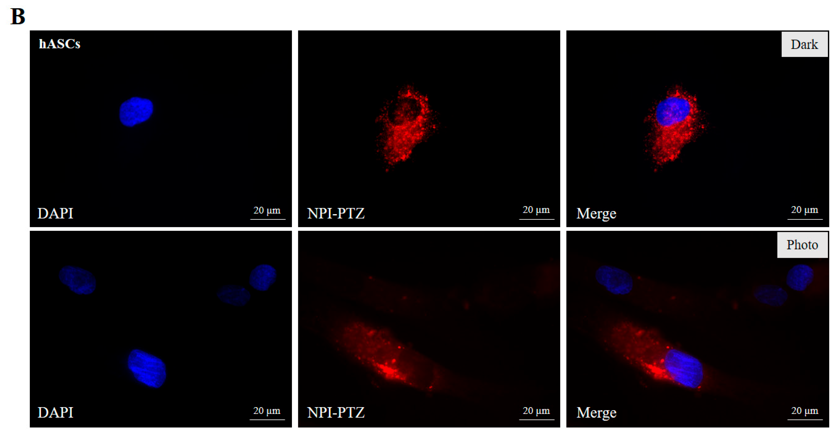 Nanomaterials 15 00894 g006b