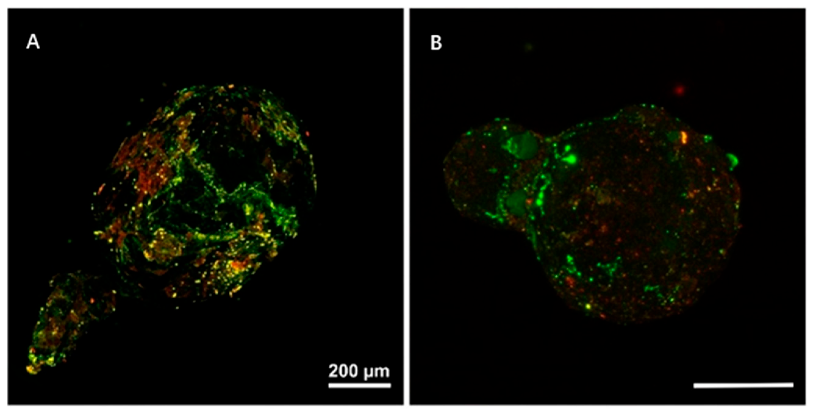 Nanomaterials 15 00902 g003