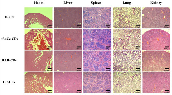 animal HAYABUSA 240 FAT TIRE WHITE &BLACK CONTRAST TORNADO WHEELS