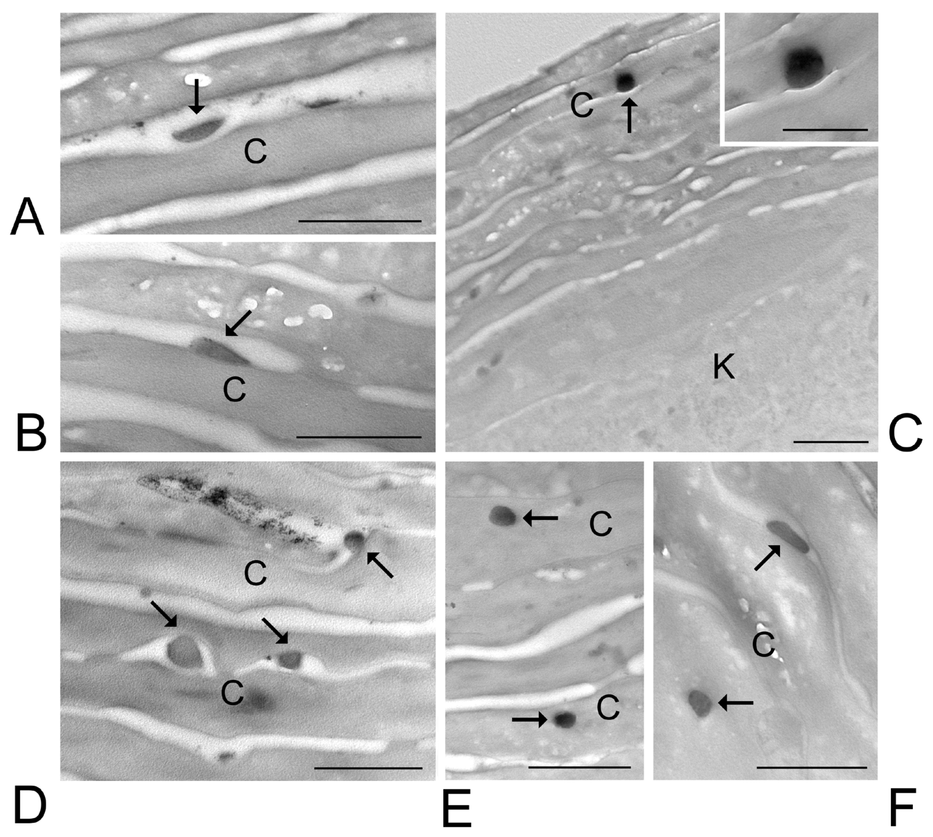 Nanomaterials 15 00937 g007